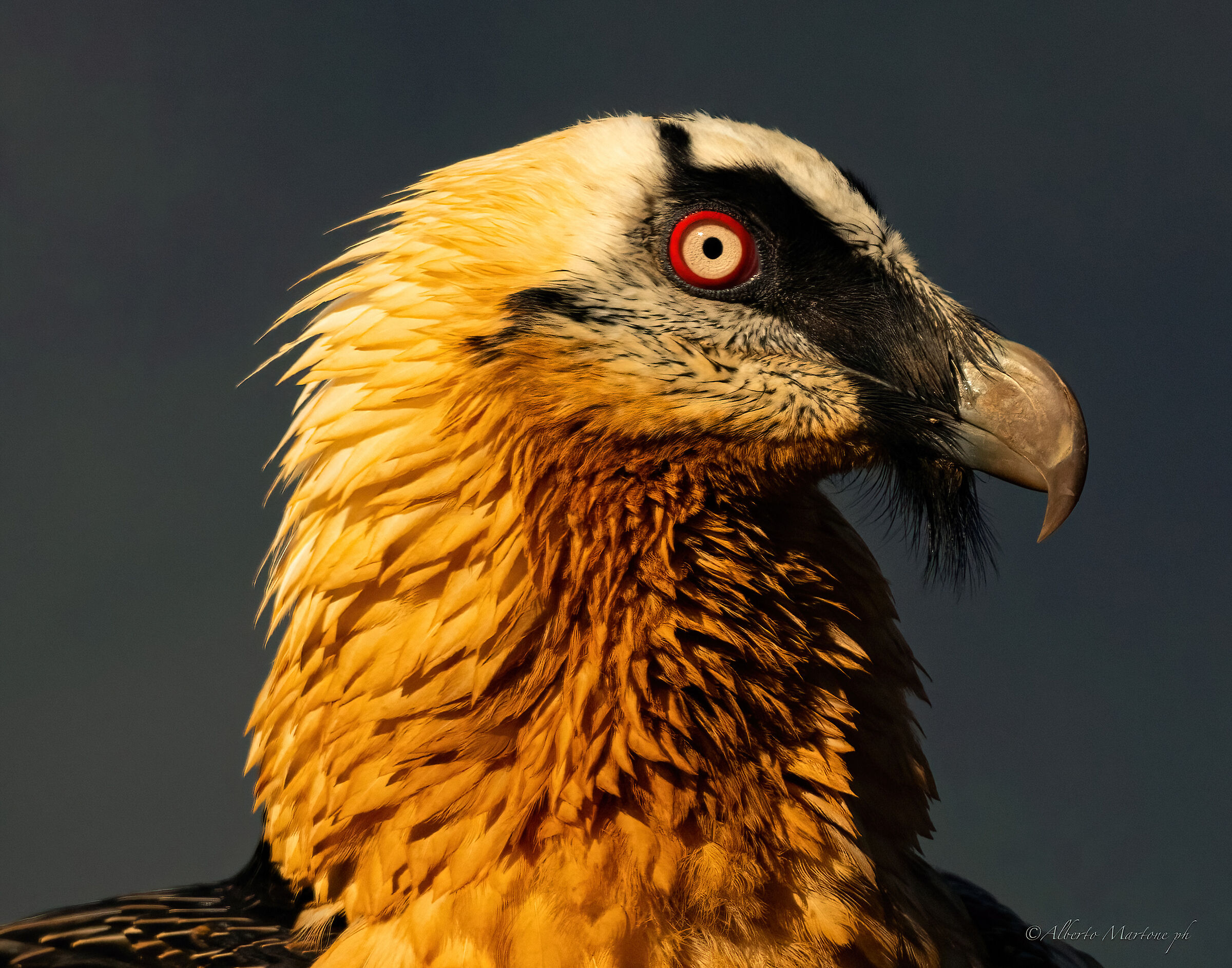 Bearded vulture posing
