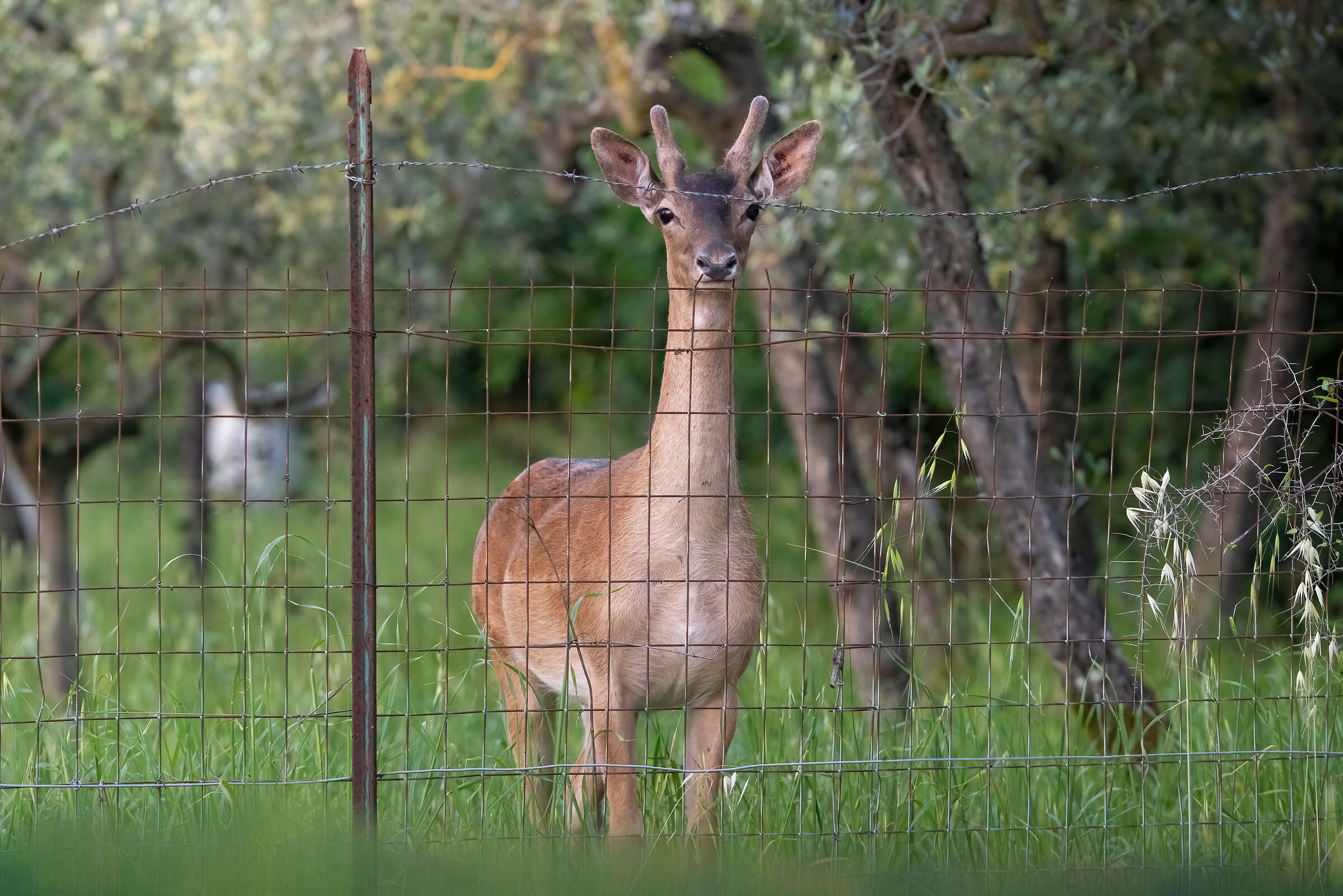 Daino m. | Dama dama (Maggio 26 Toscana)