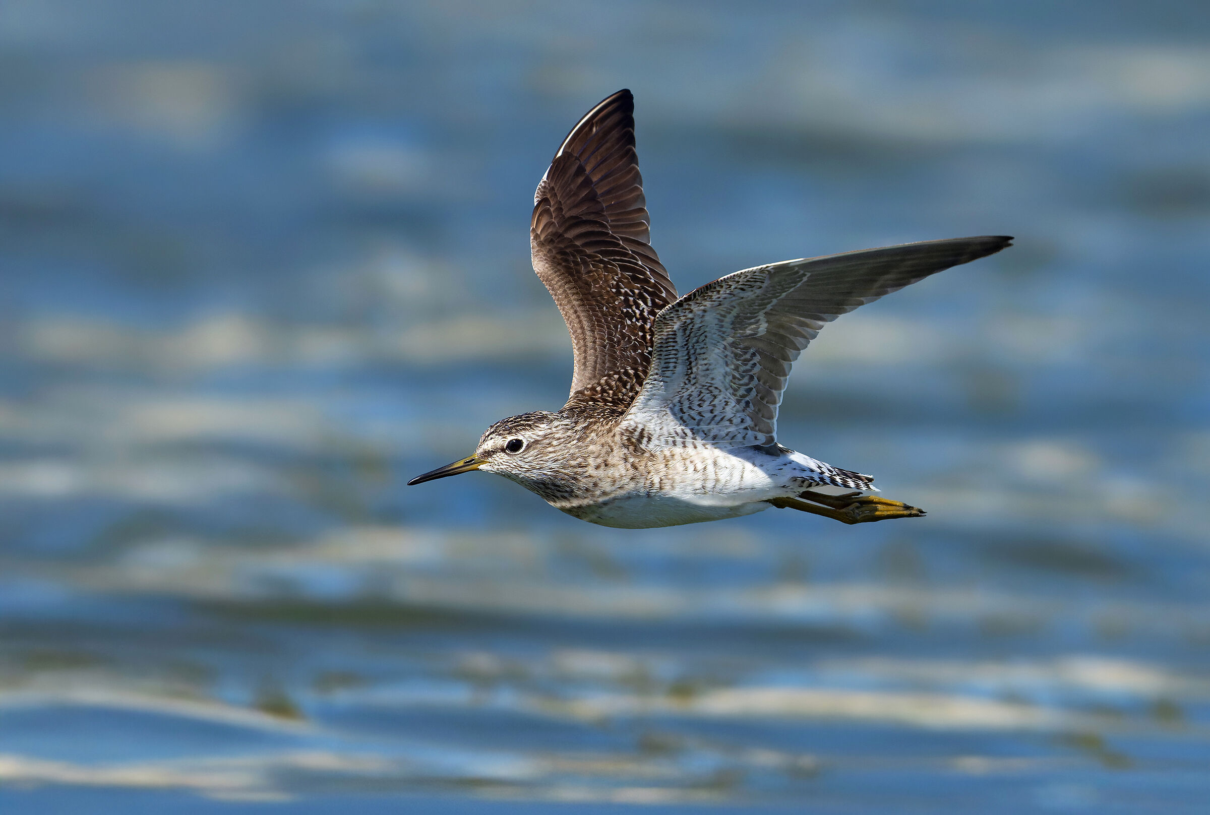 Wood Sandpiper