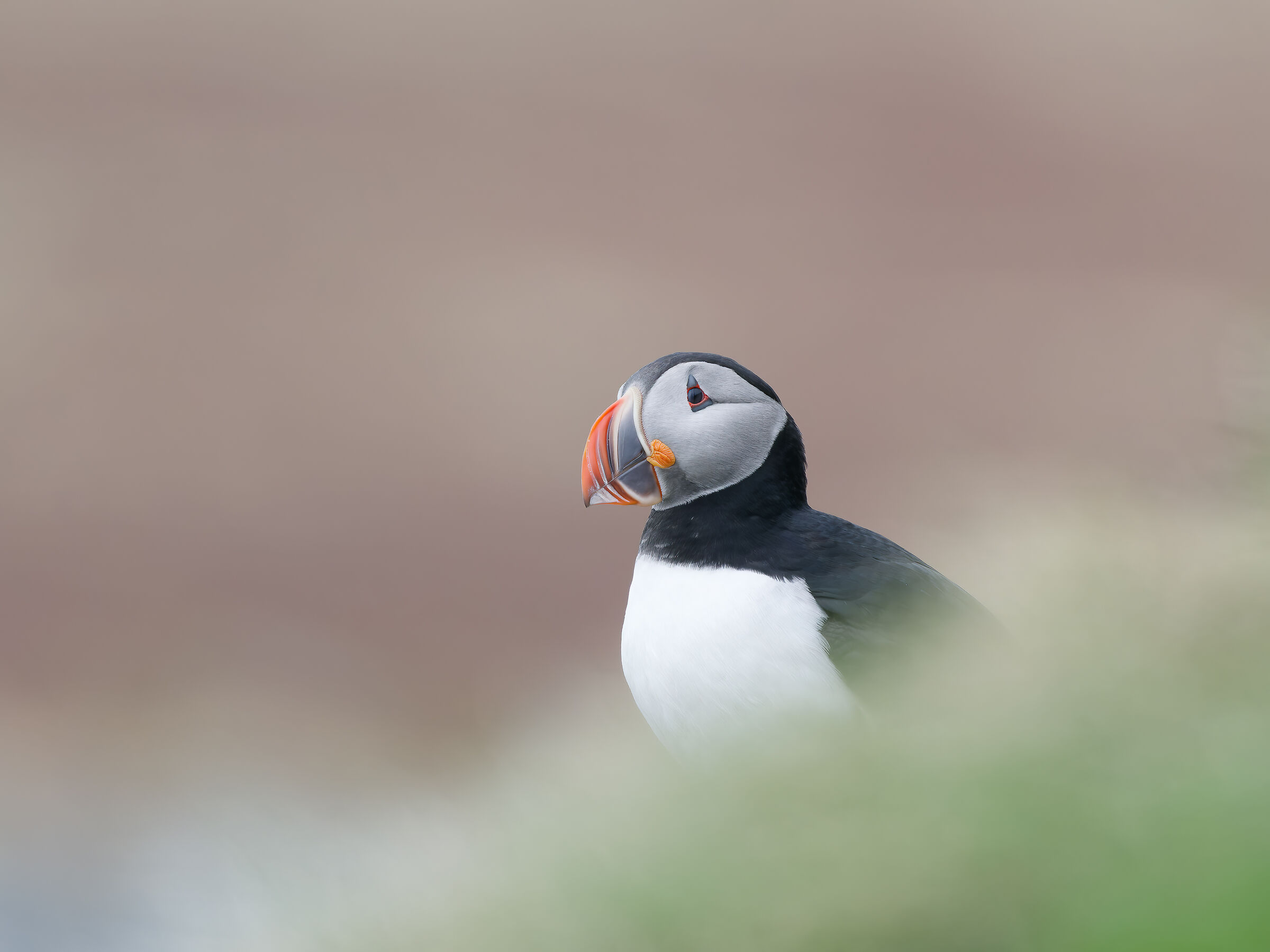 Puffin