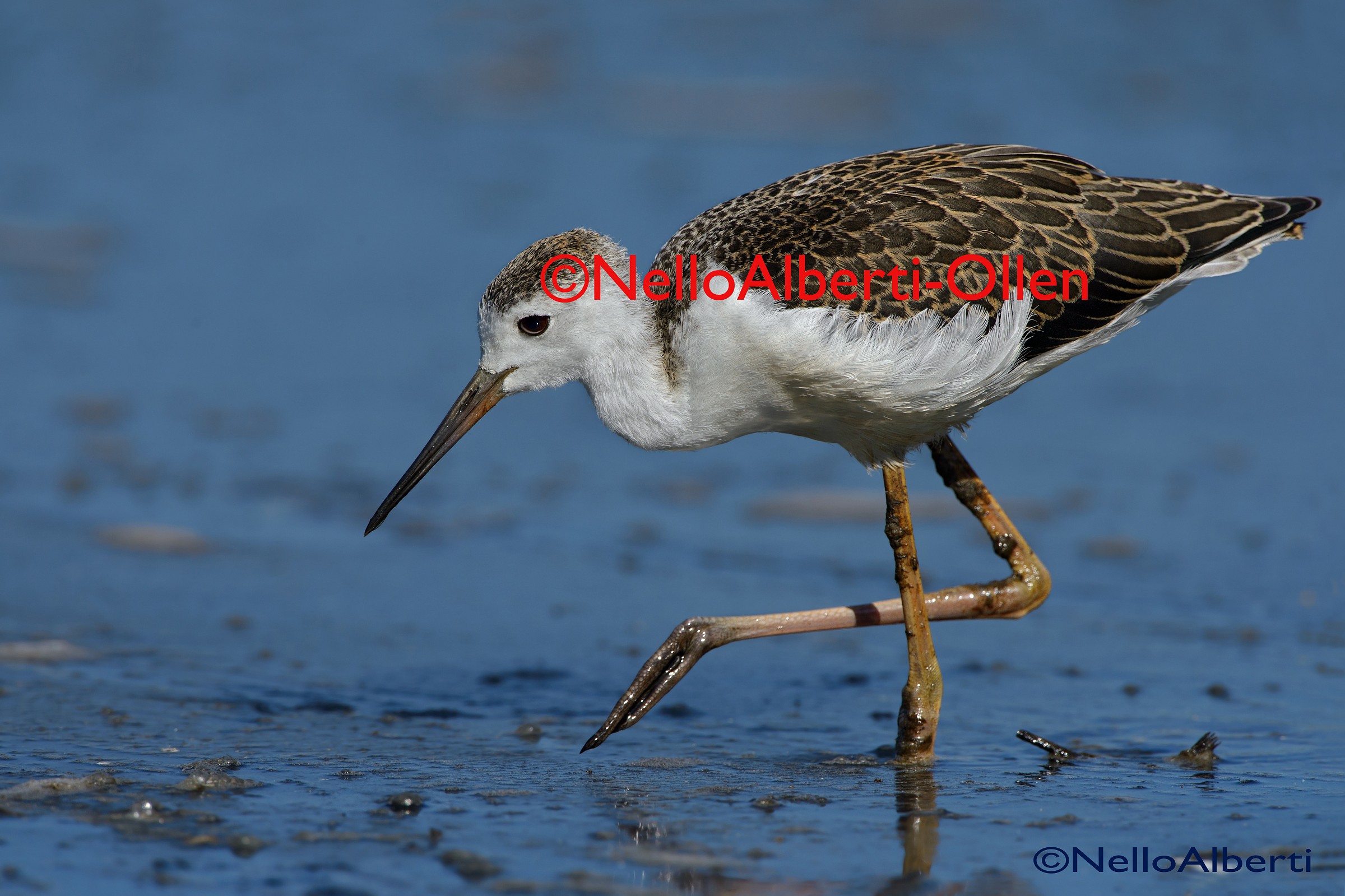 knight of Italy immature