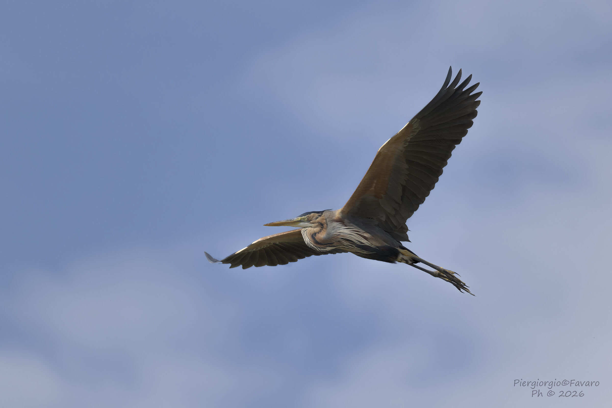 Purple Heron