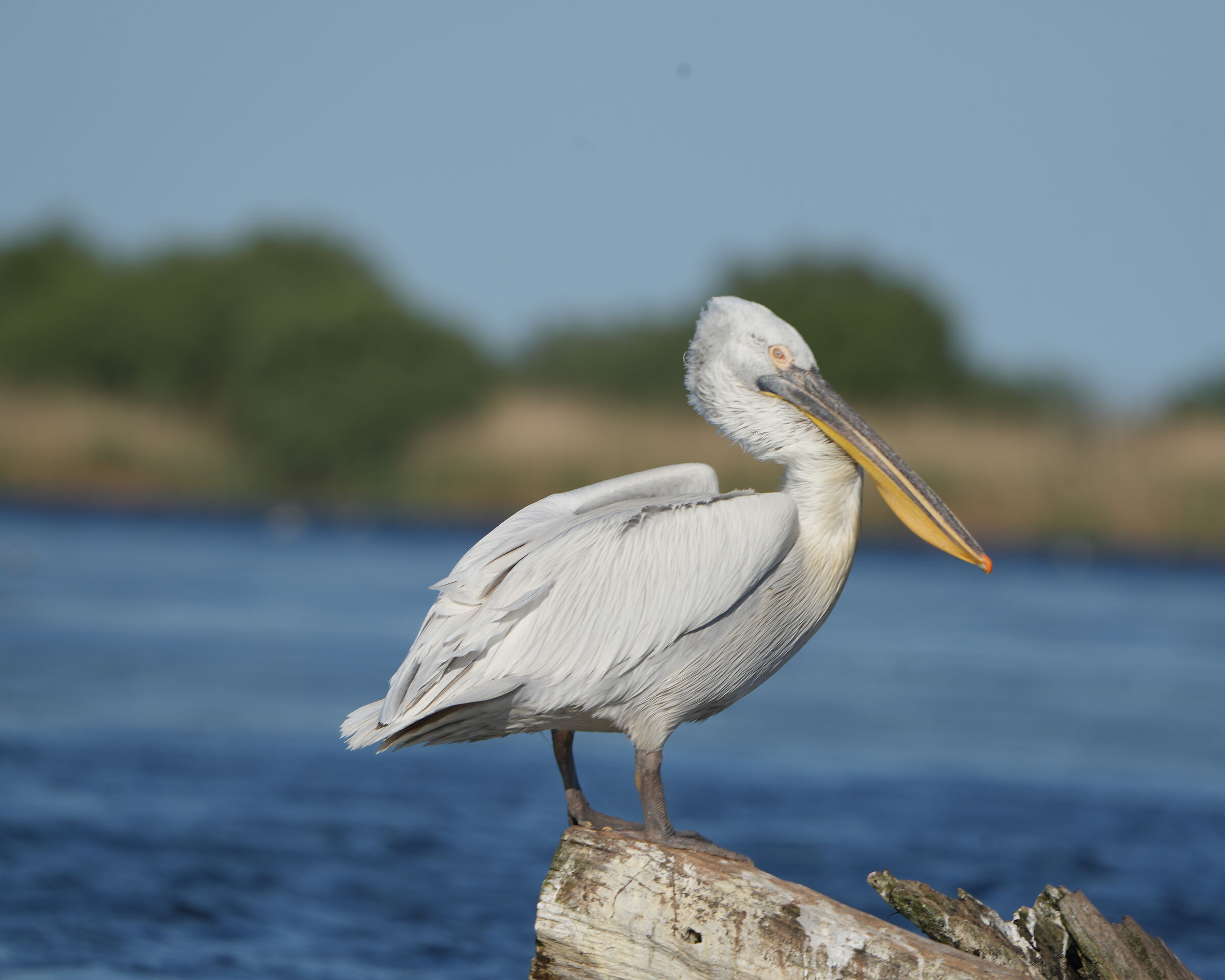 Dalmatian pelican 1