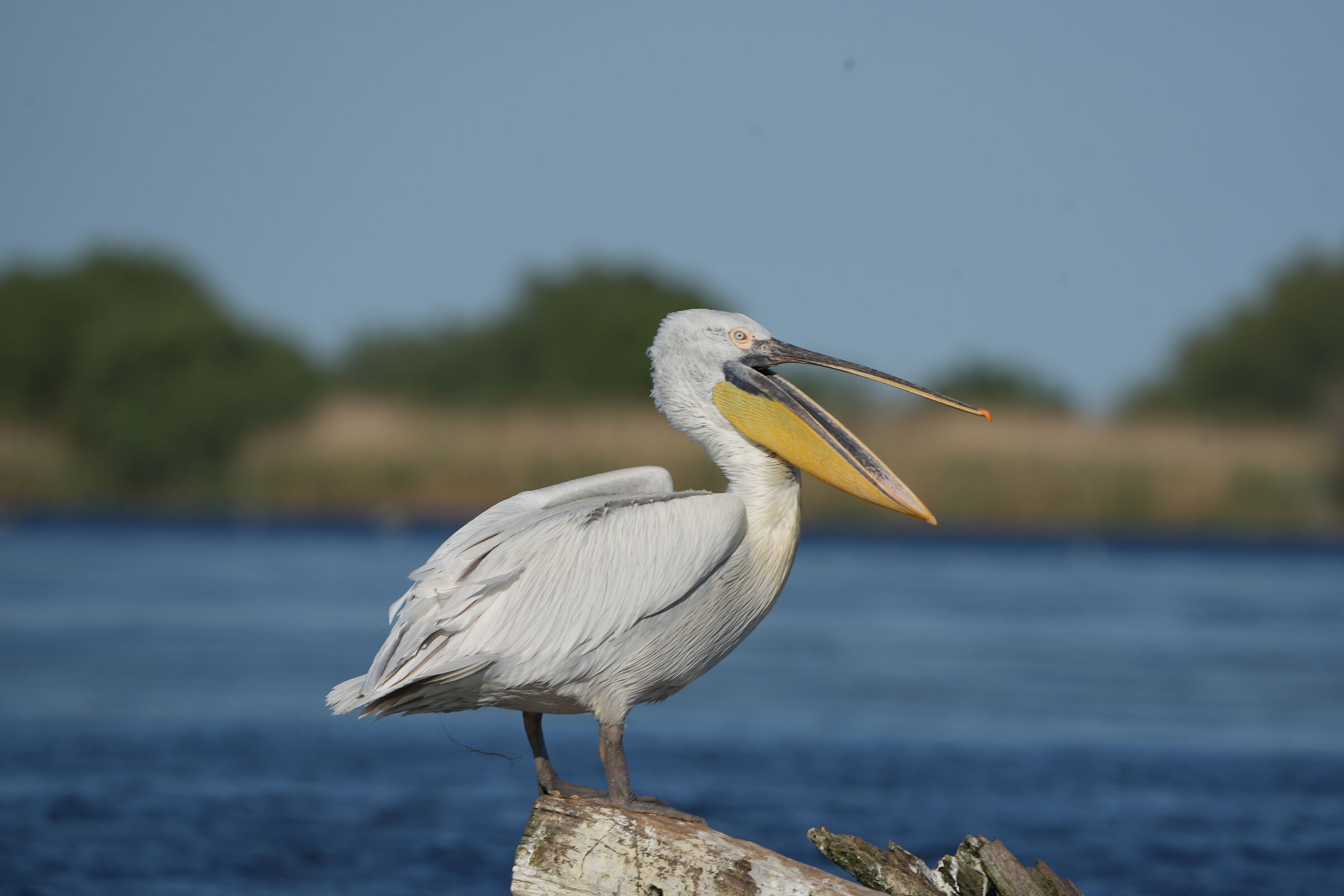 Curly pelican 2