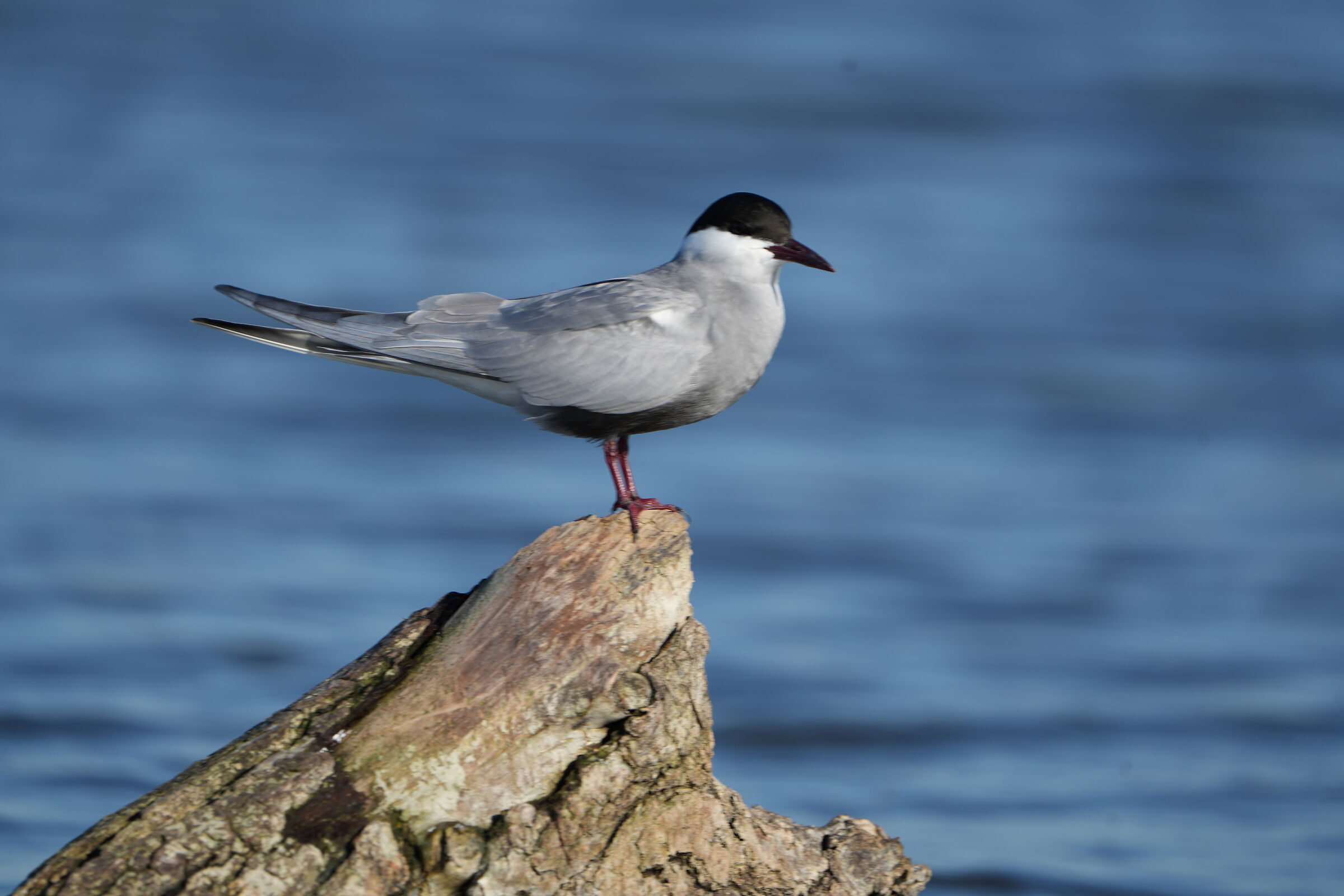 Tern