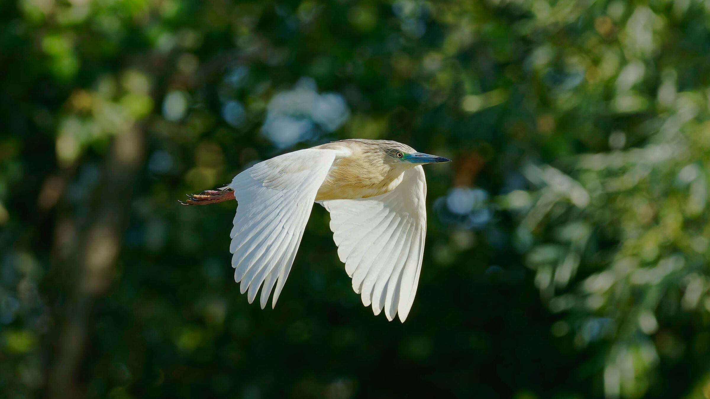 Sgarza in volo