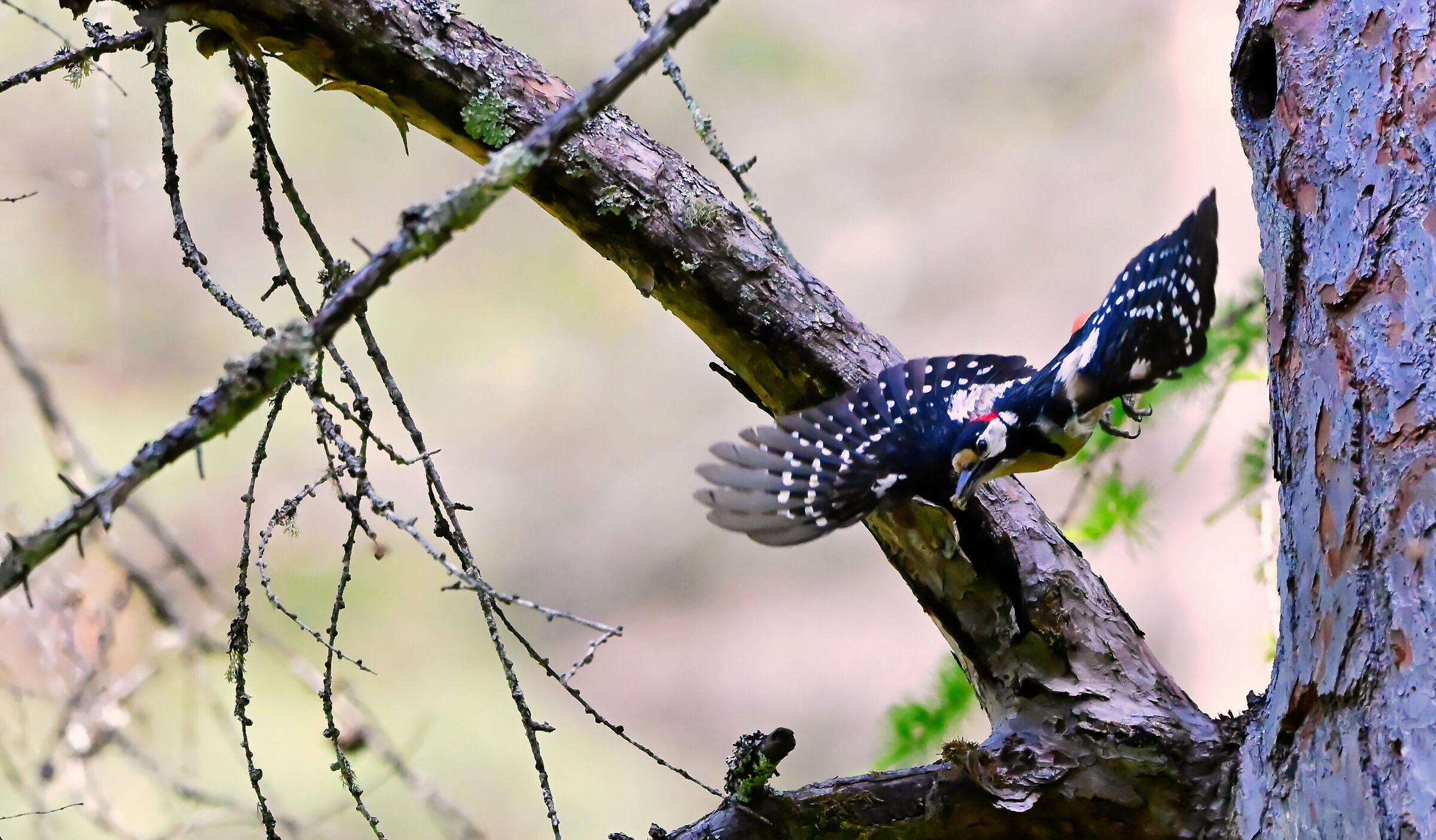 LESSER SPOTTED WOODPECKER