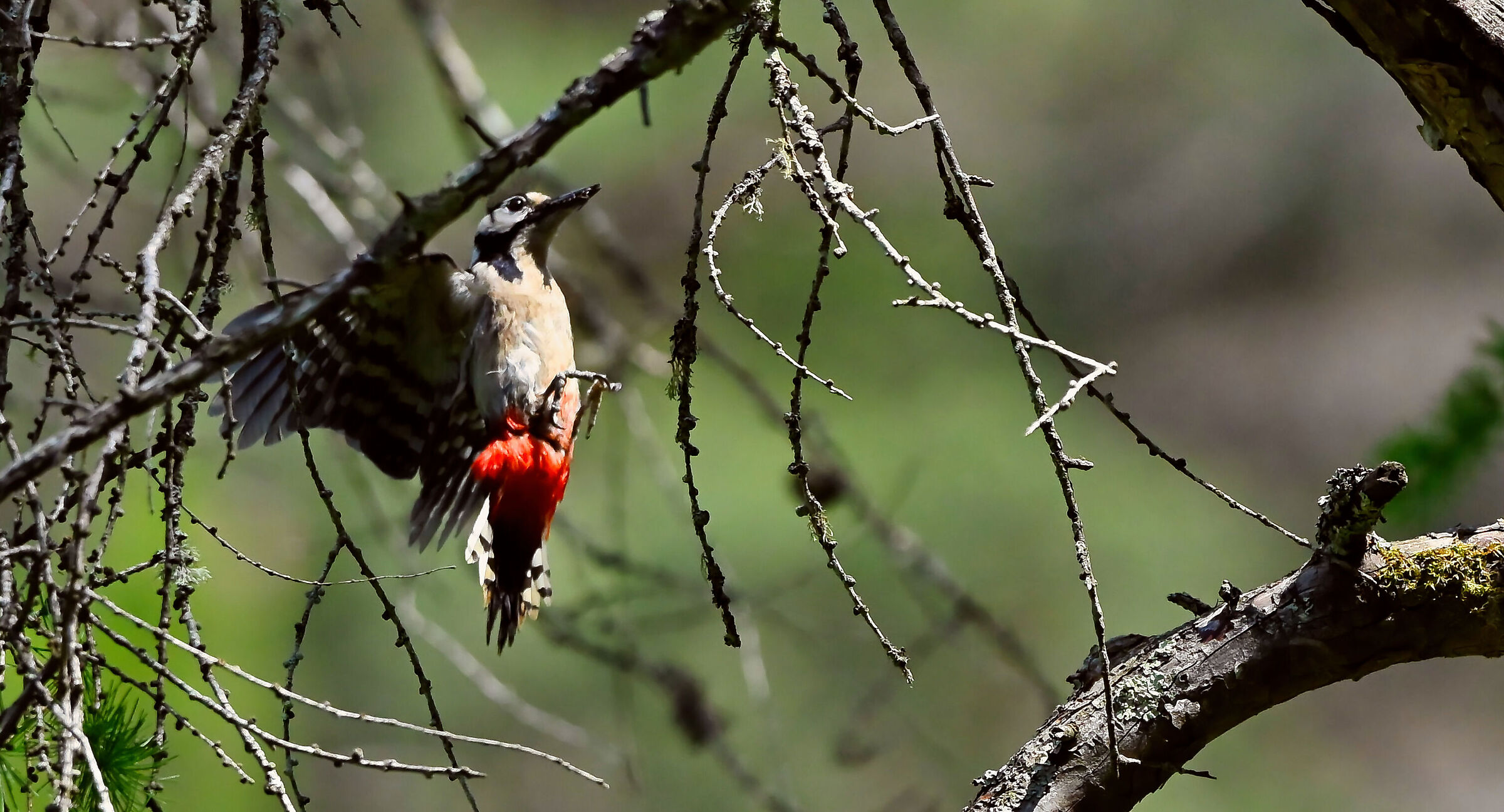 LESSER SPOTTED WOODPECKER