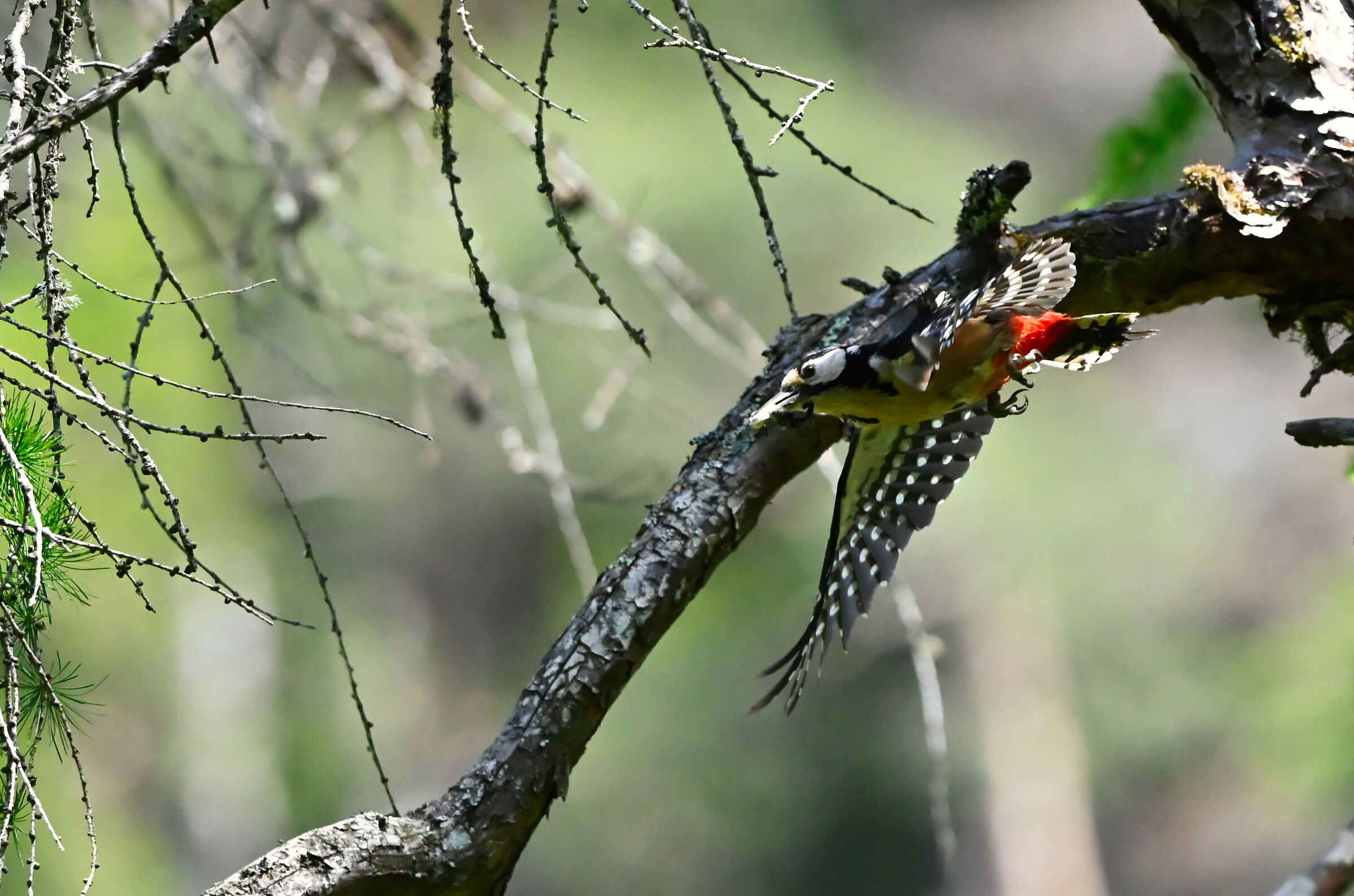 LESSER SPOTTED WOODPECKER