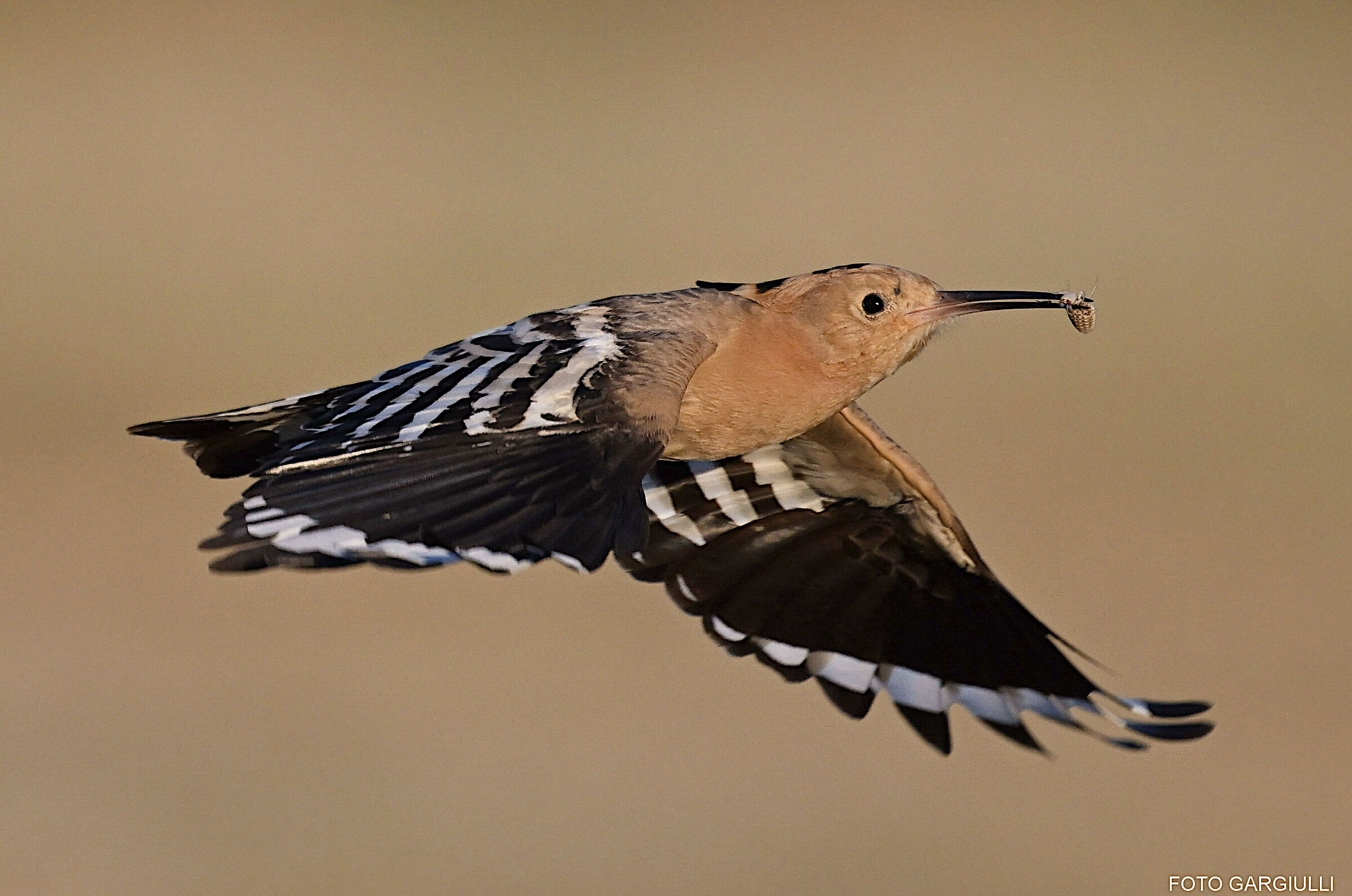 Hoopoe with prey