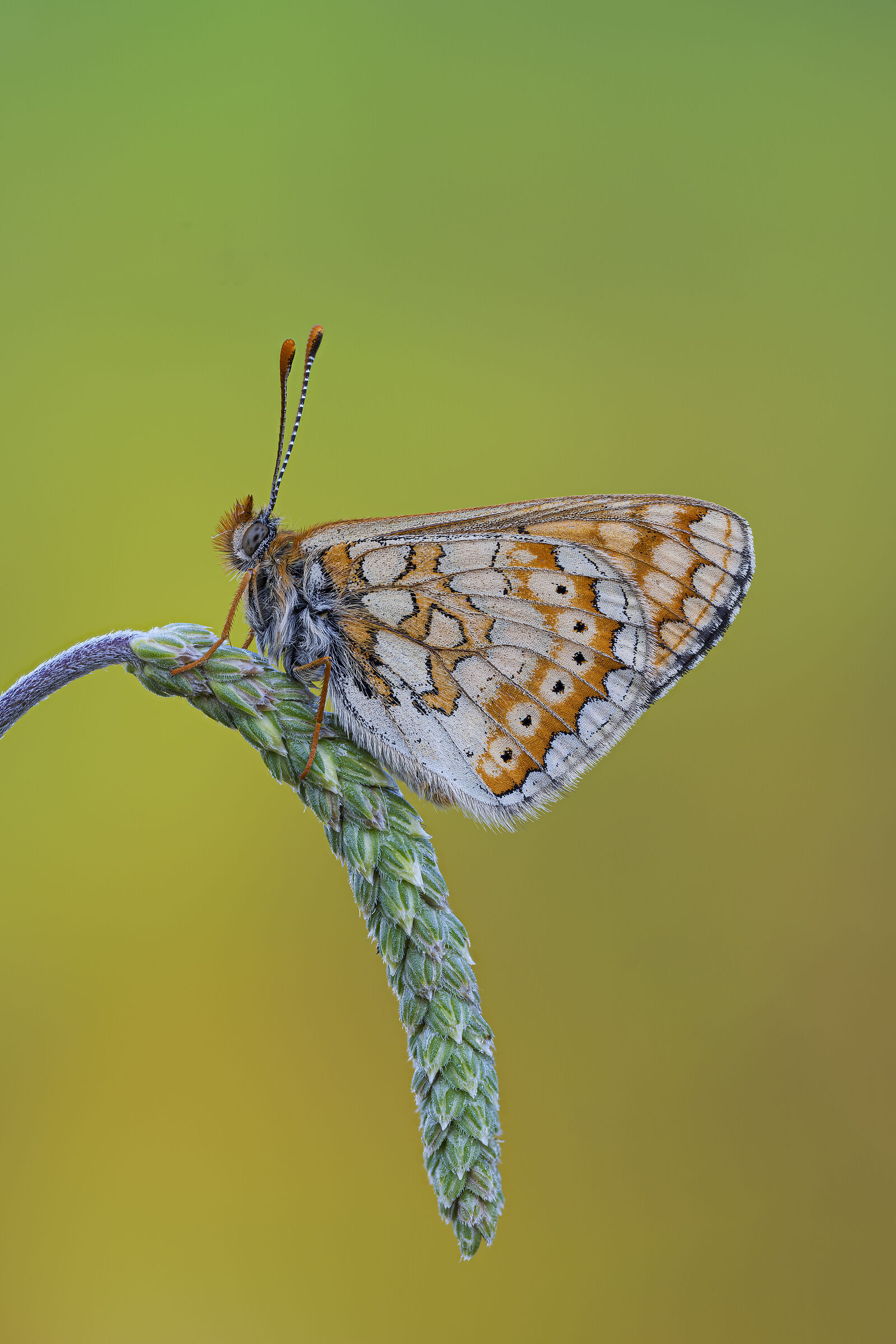 Euphydryas aurinia