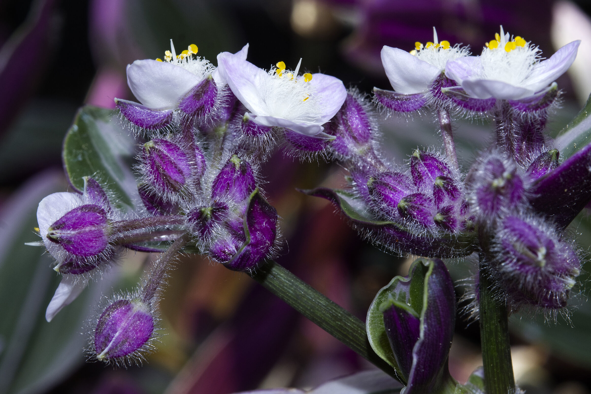 Tradescantia