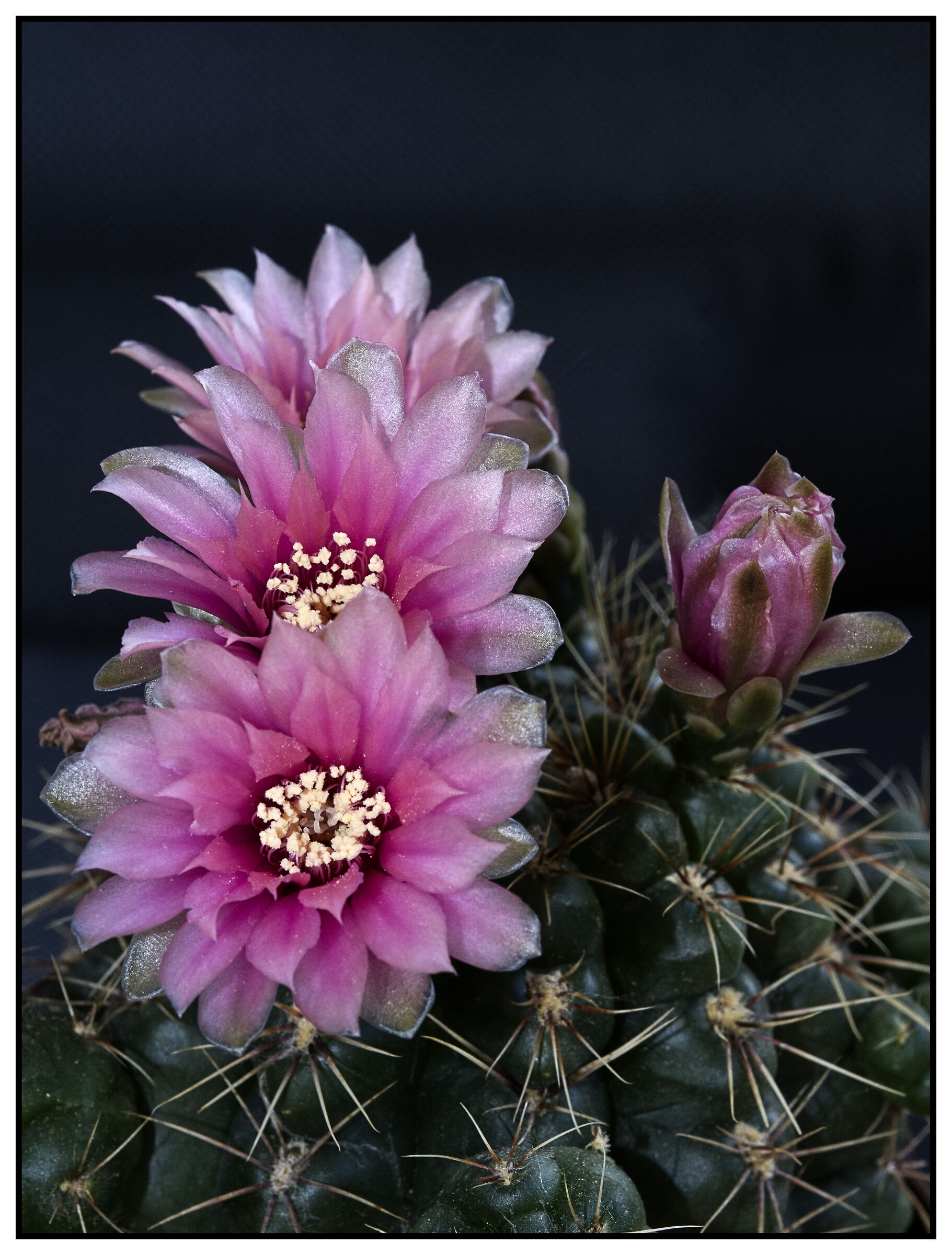 Gymnocalycium