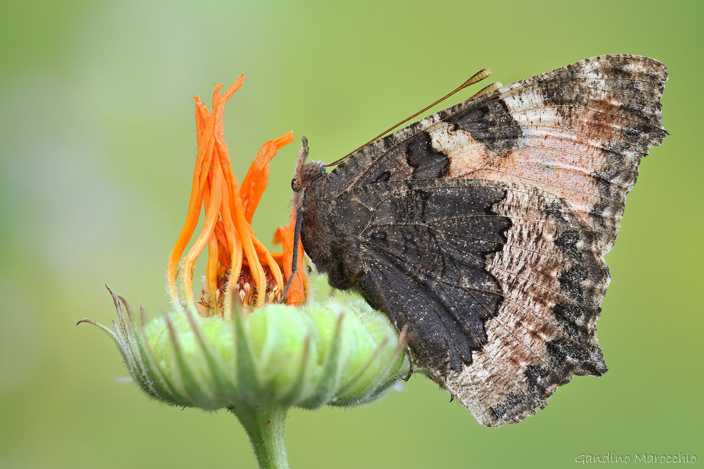 Aglais Urticae
