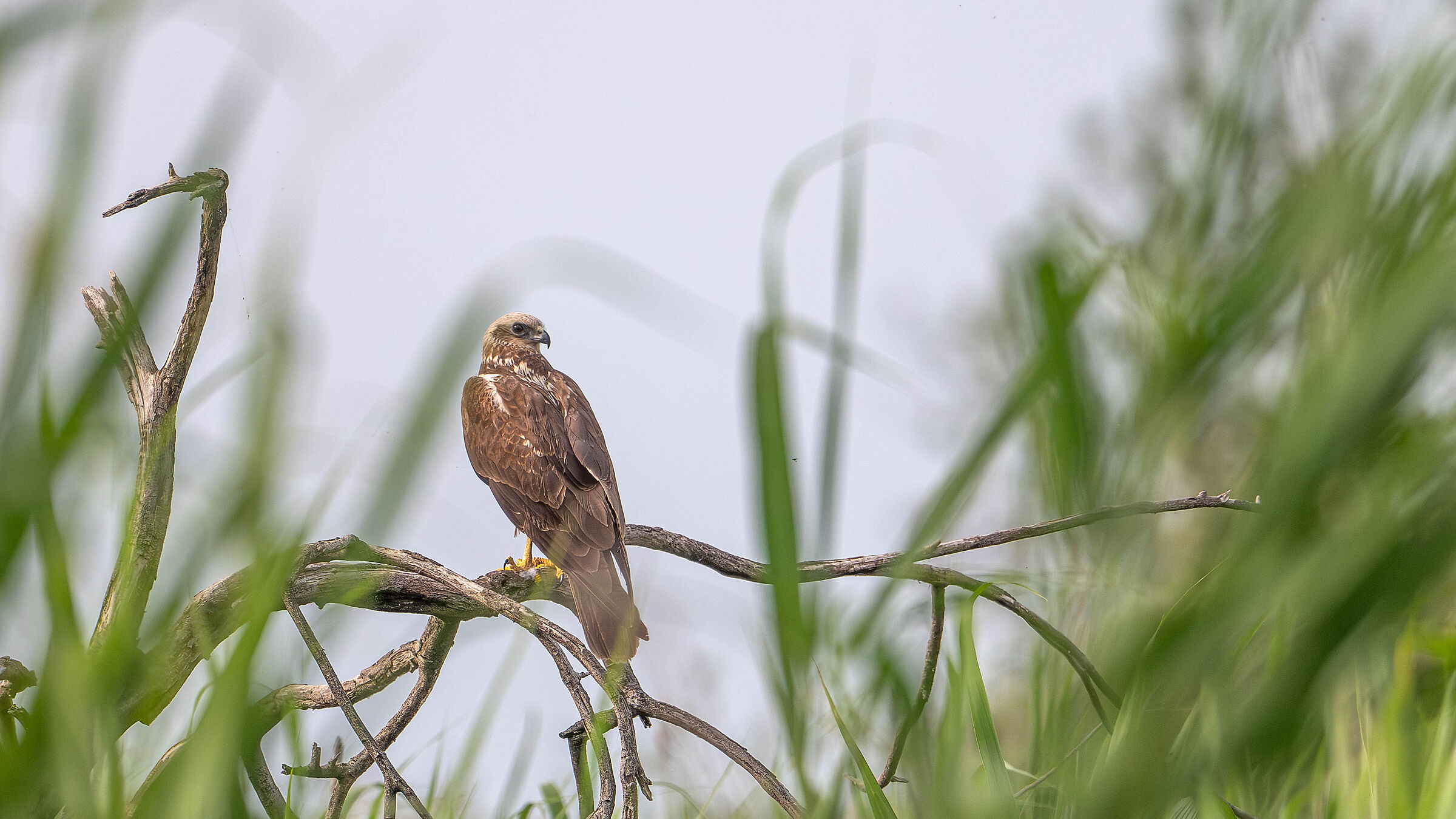 Marsh Harrier