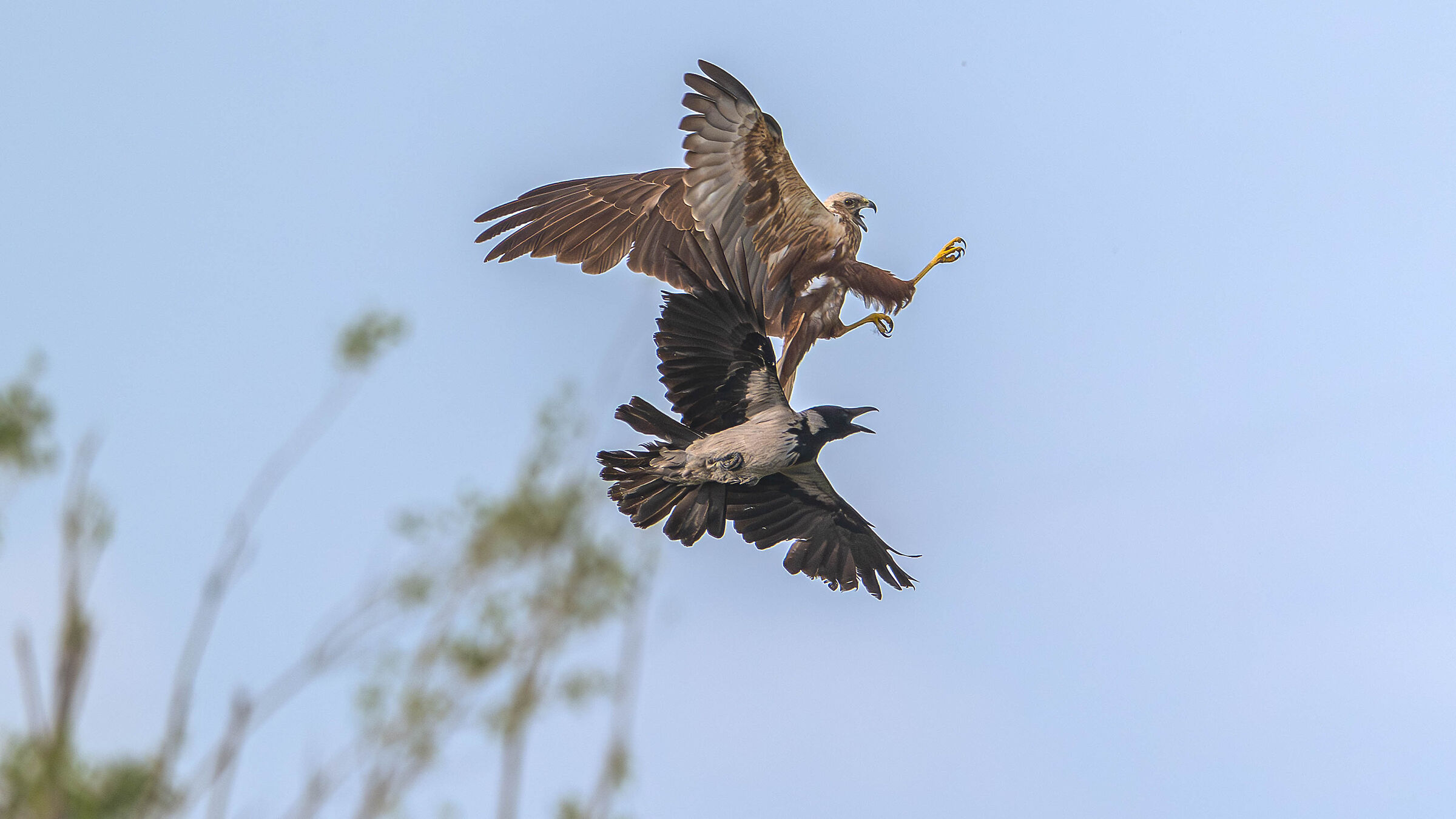 Marsh Harrier