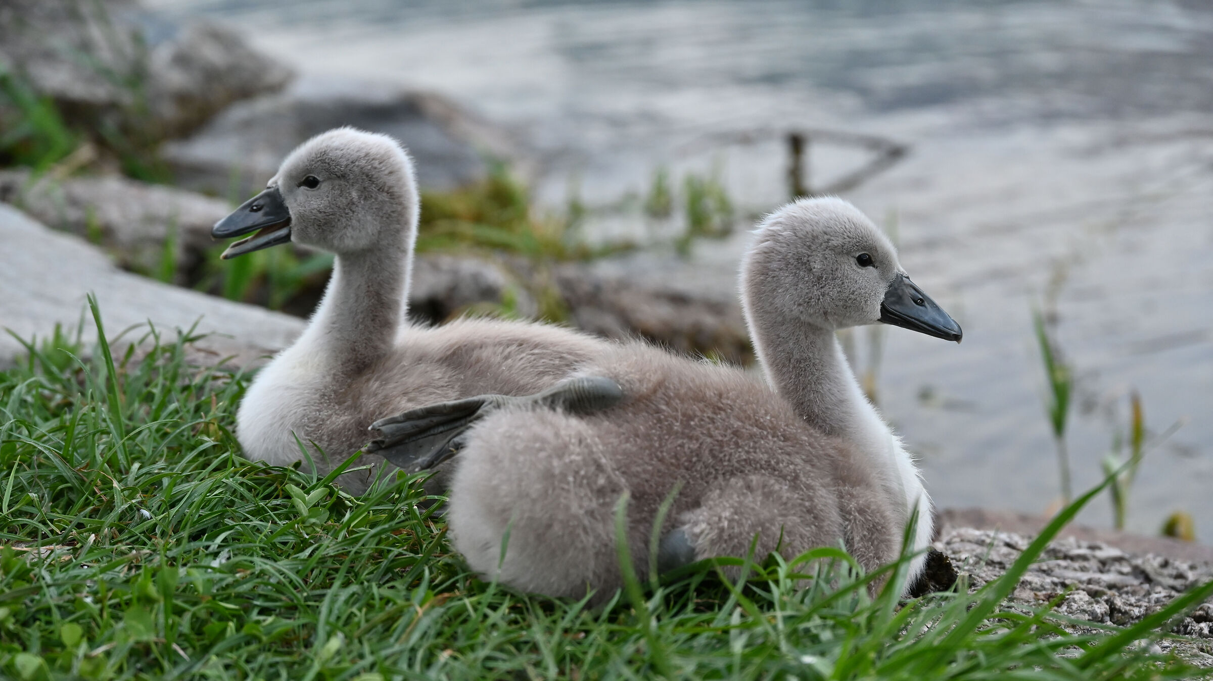 Two swan chicks from Lake Garlate