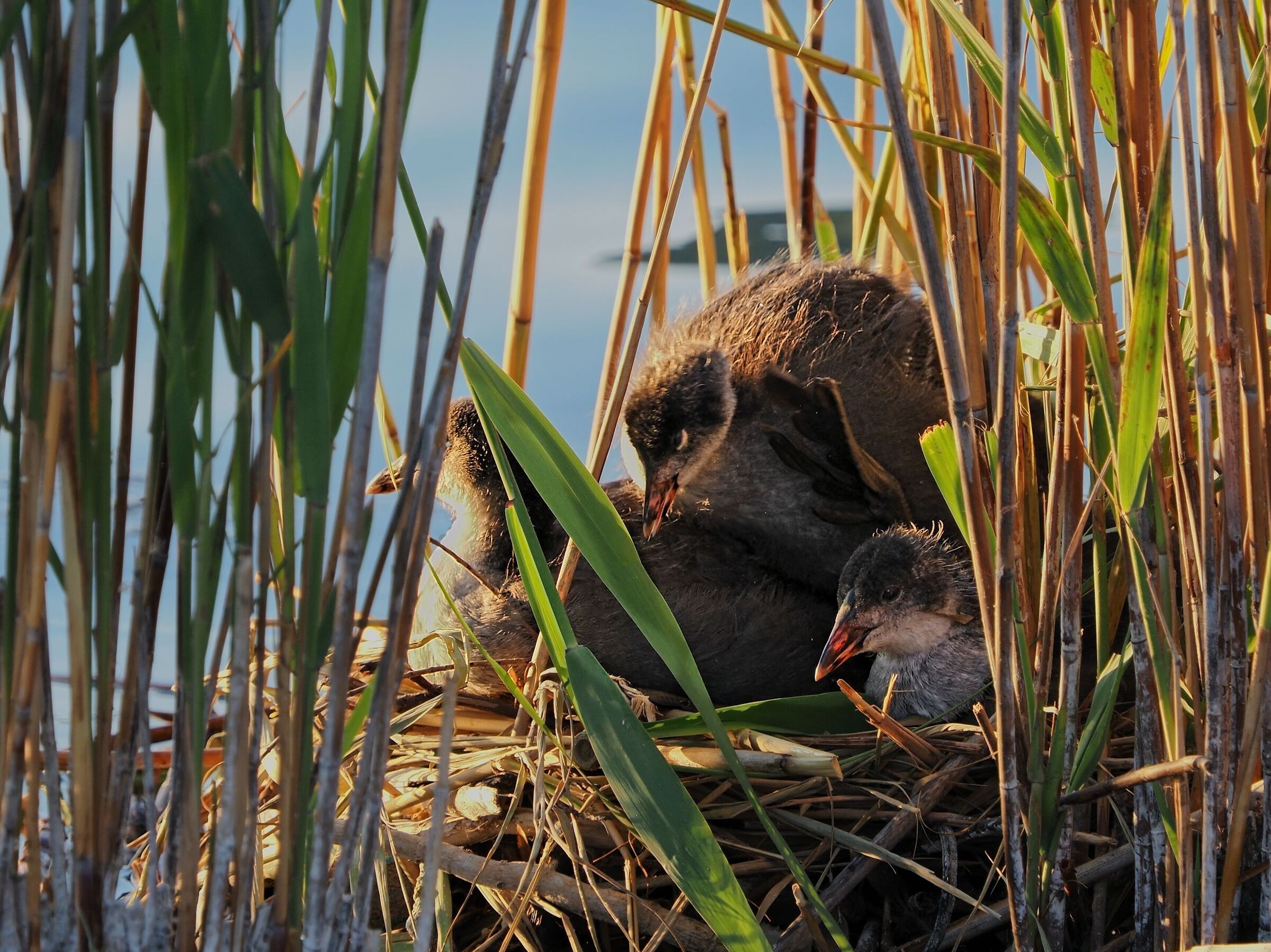 Pulli di Gallinelle d'acqua