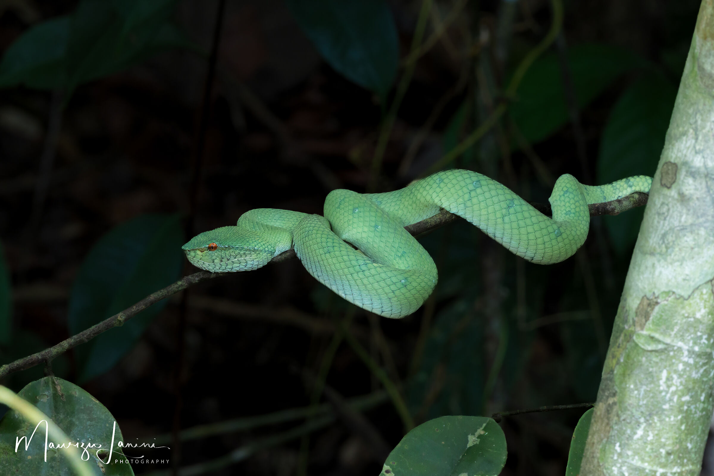 Pit viper