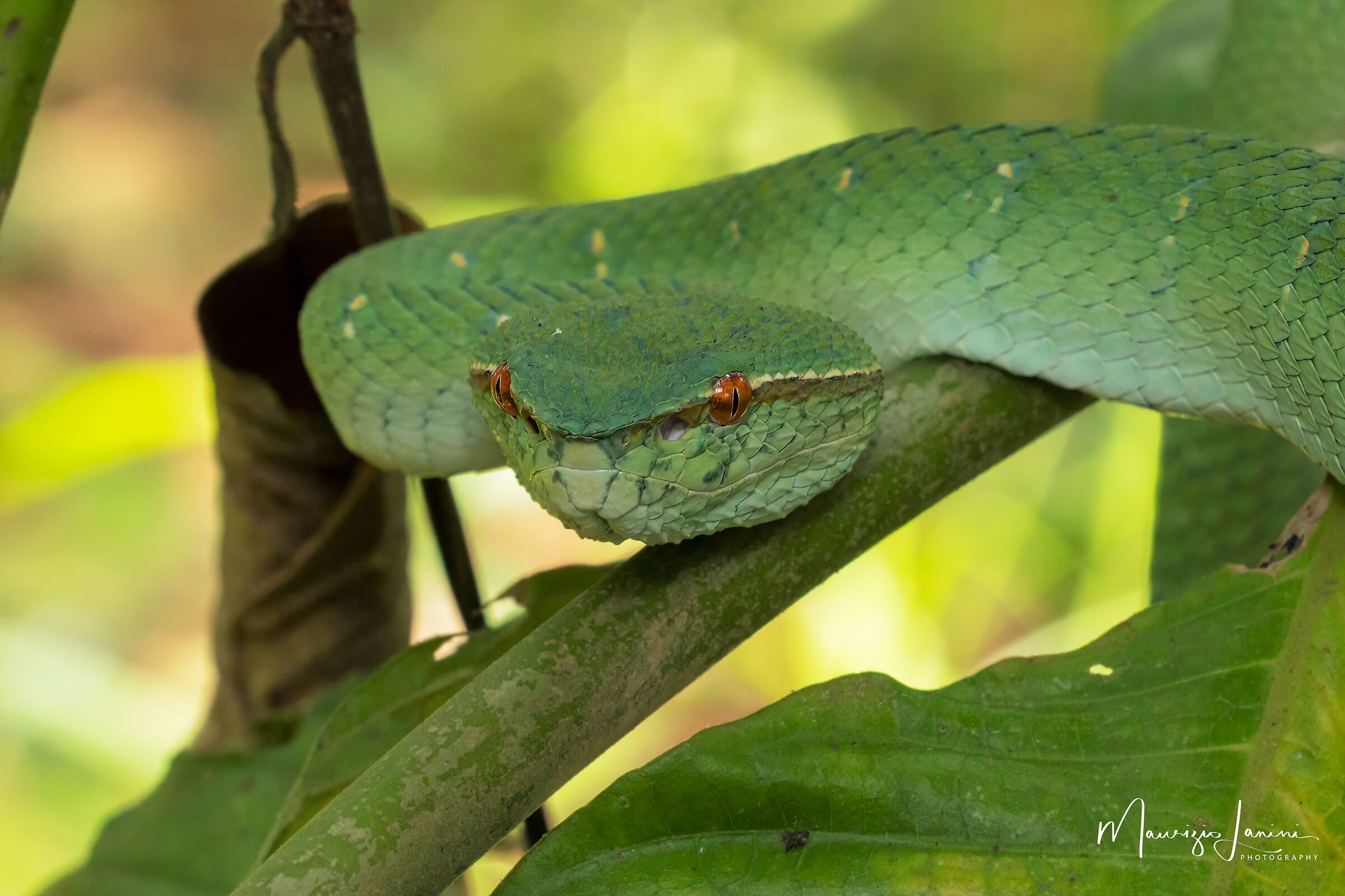 Pit viper close-up