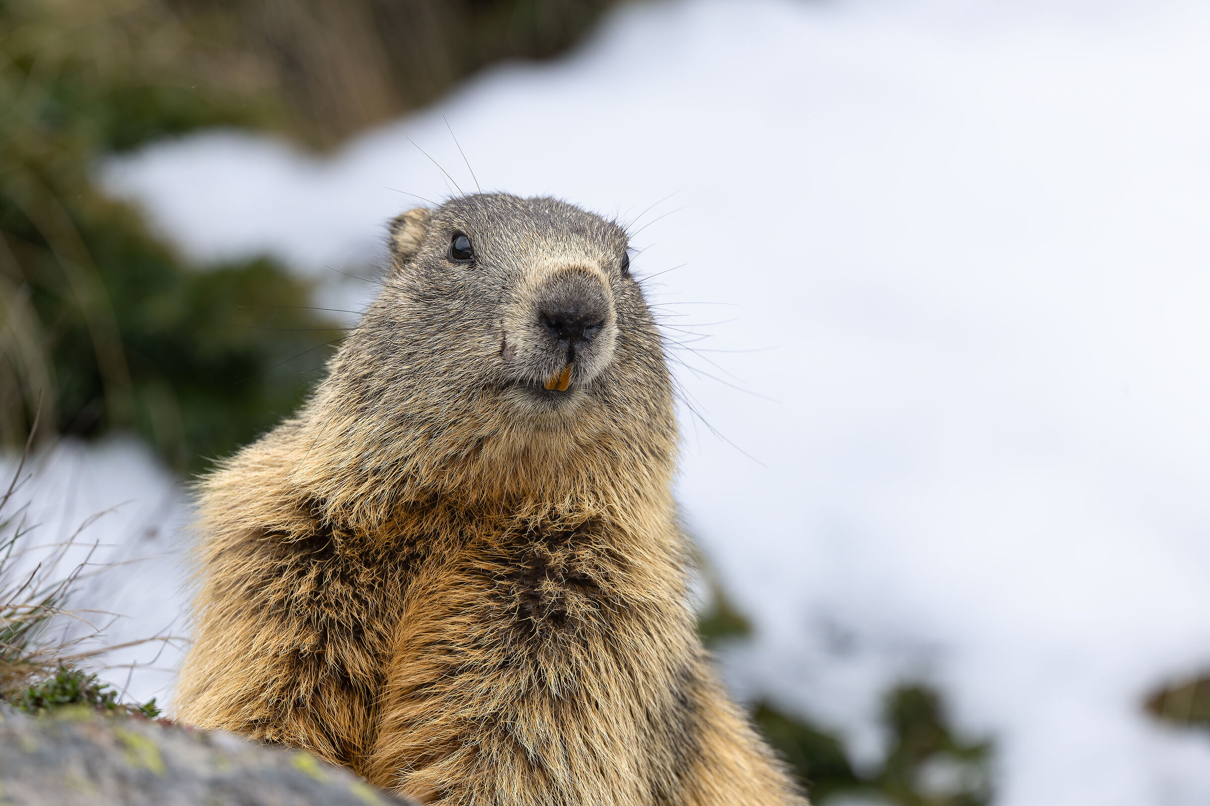 Marmotta - Gran Paradiso National Park - Piedmont
