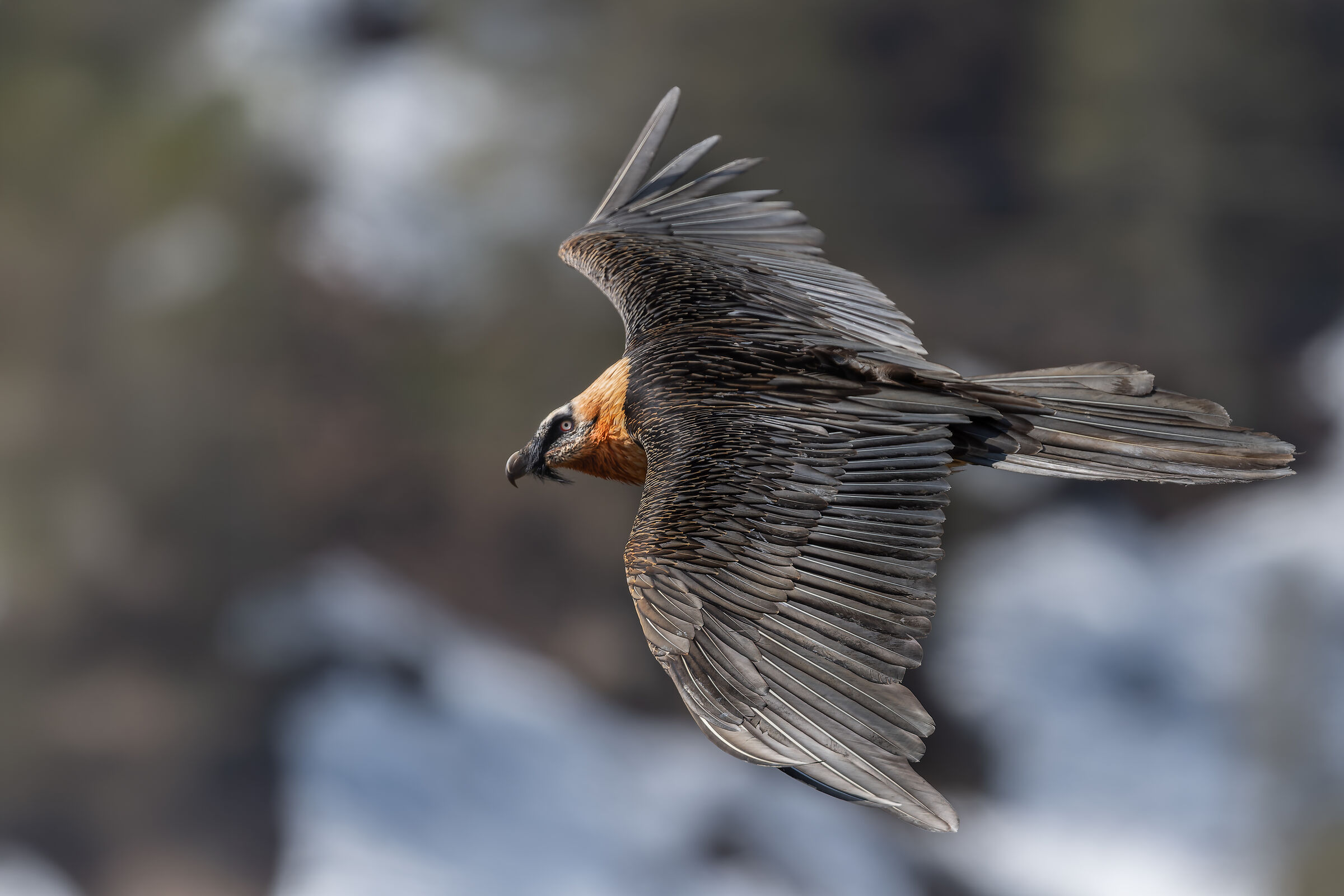Gypaetus Barbatus - Gran Paradiso National Park