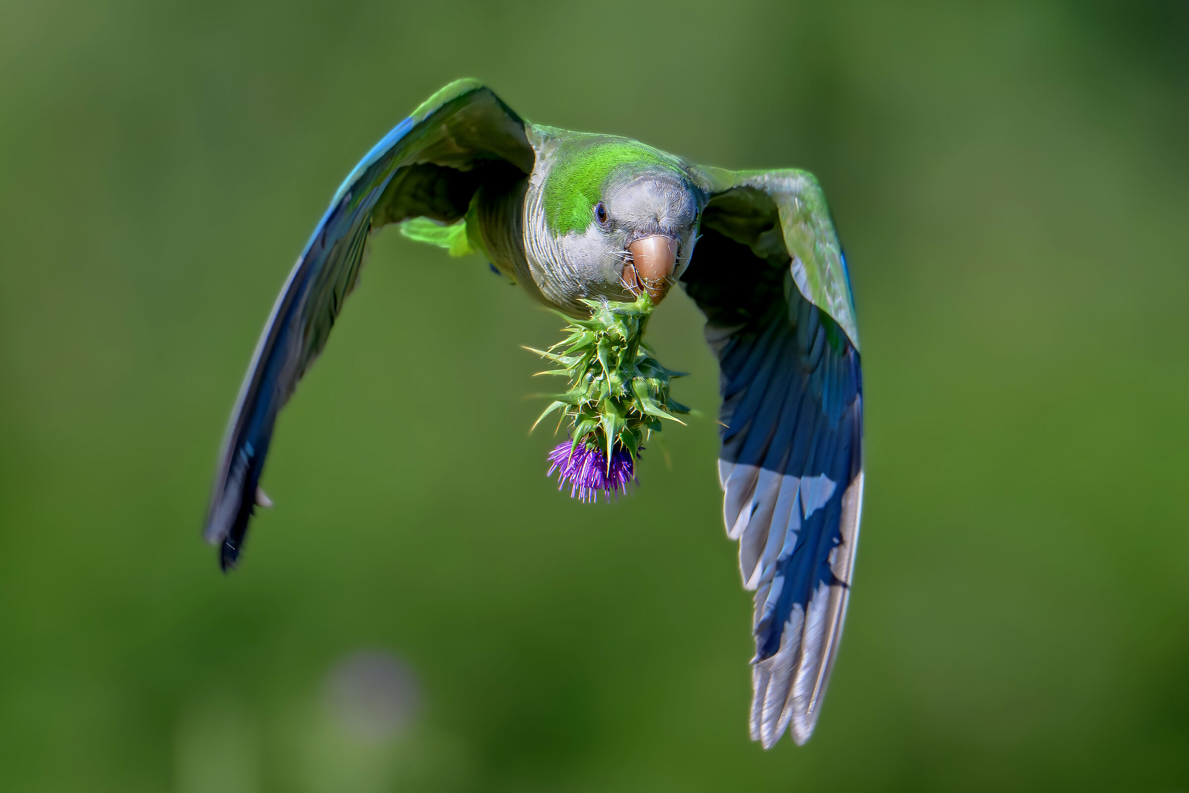 The gentle parakeet