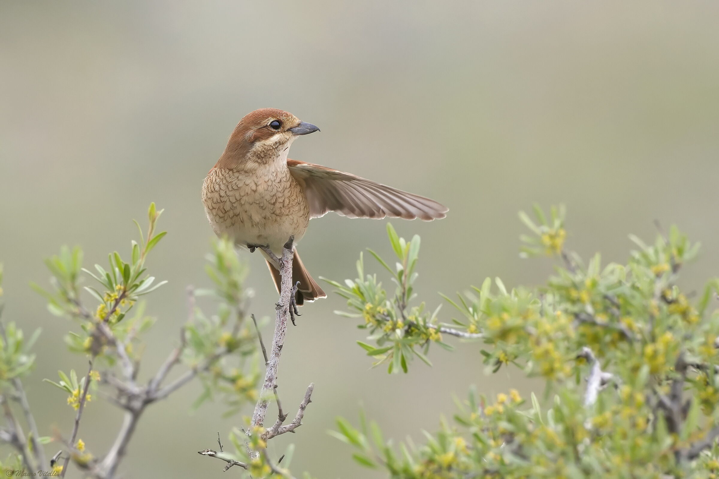 Red-backed shrike (Lanius collurio)