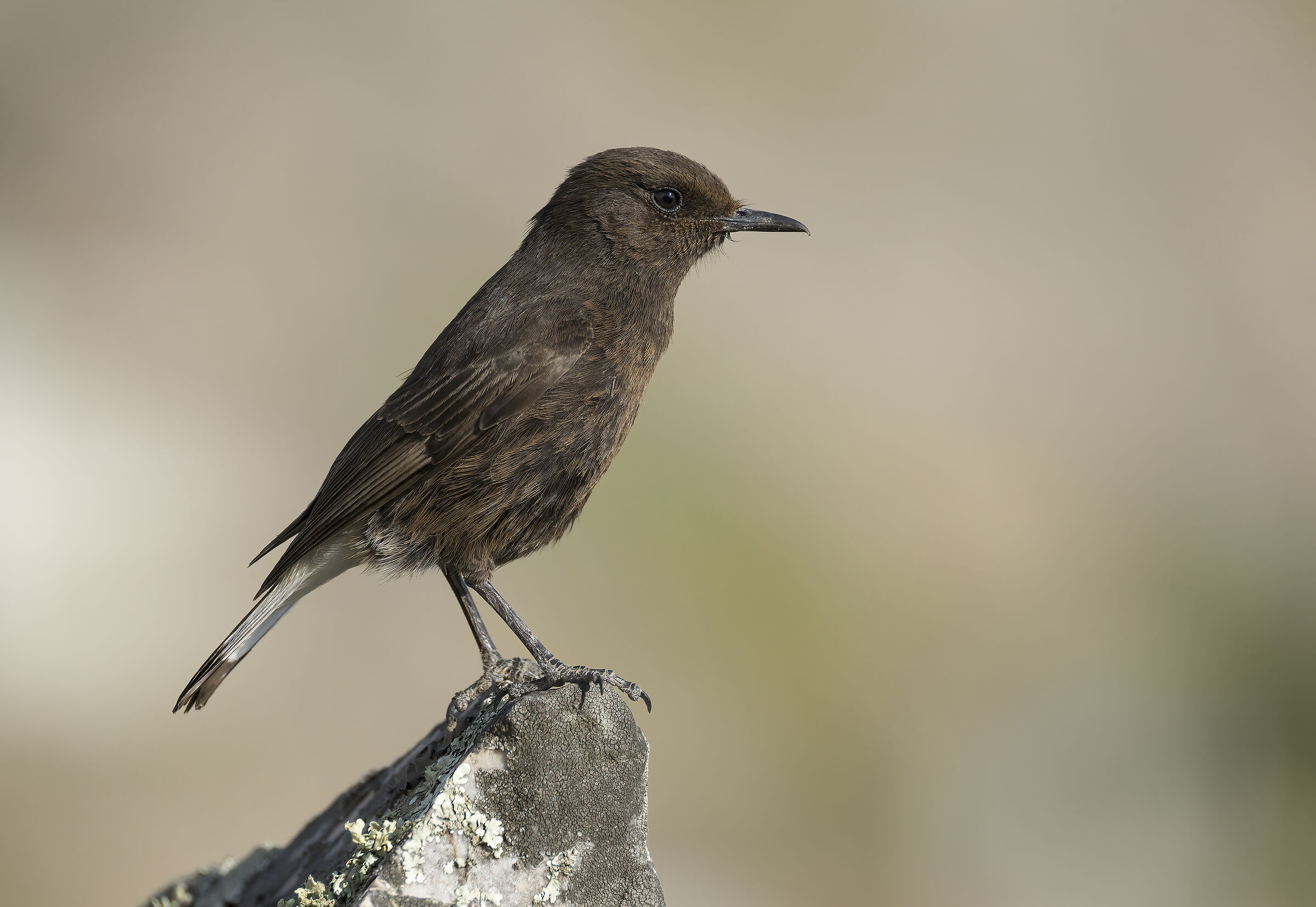 monachella nera (oenanthe leucura)