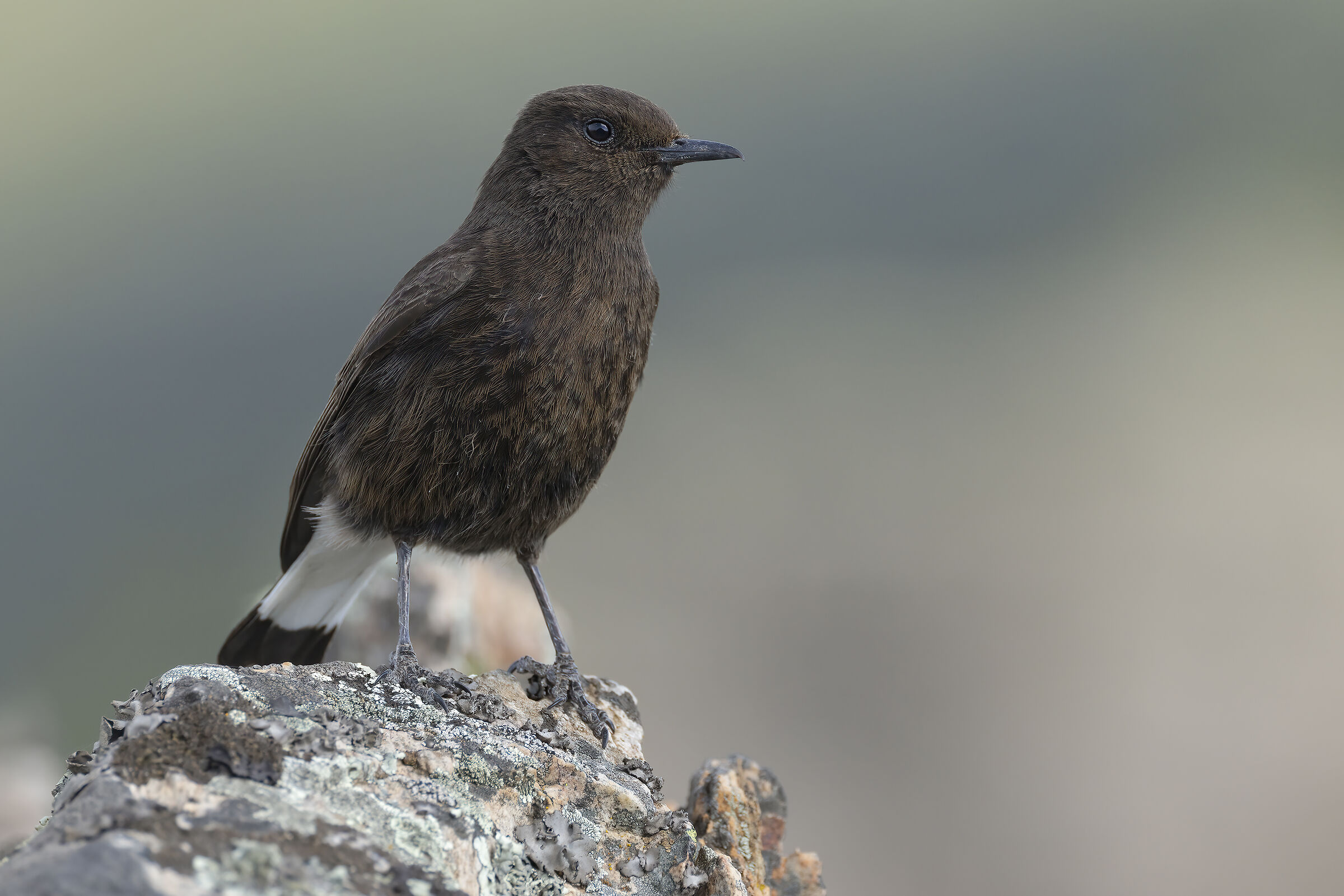 monachella nera (oenanthe leucura)