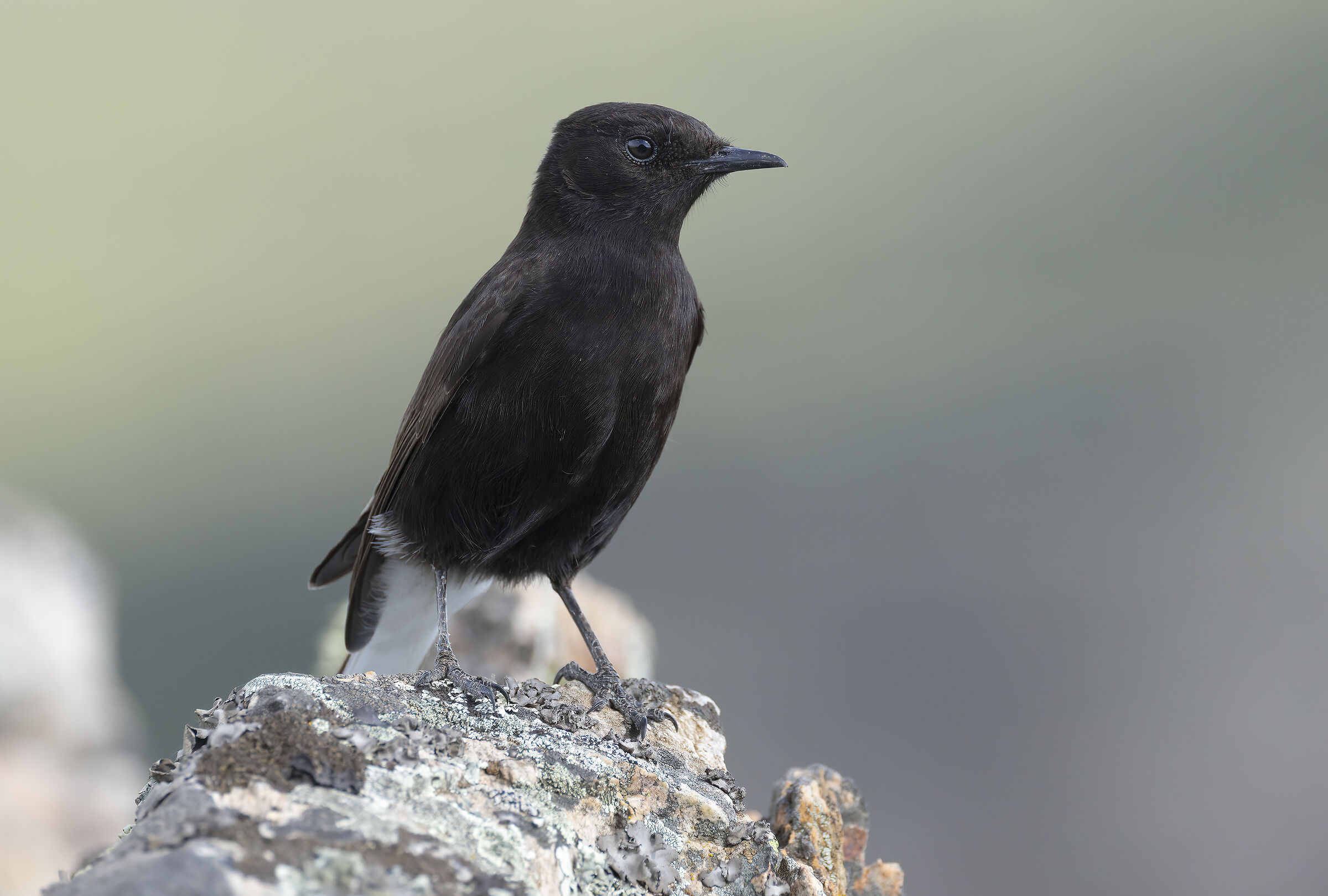 monachella nera (oenanthe leucura)