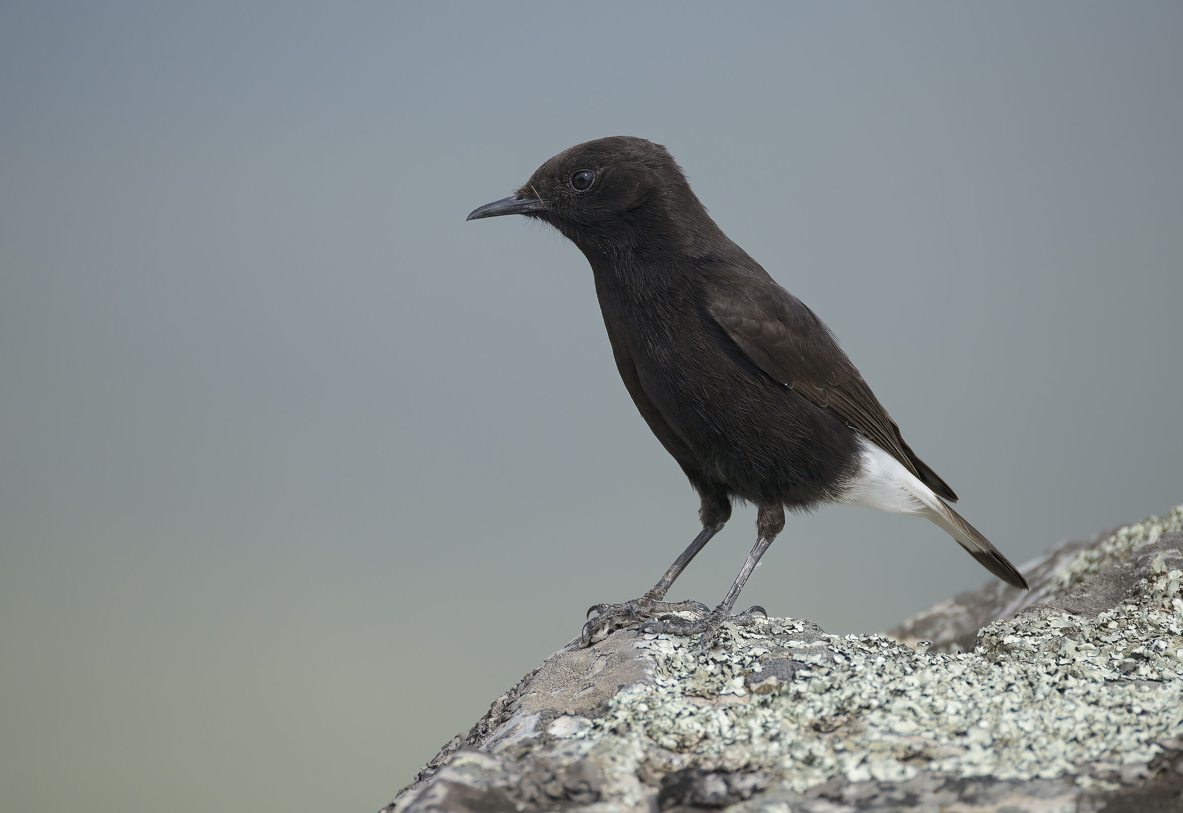 monachella nera (oenanthe leucura)