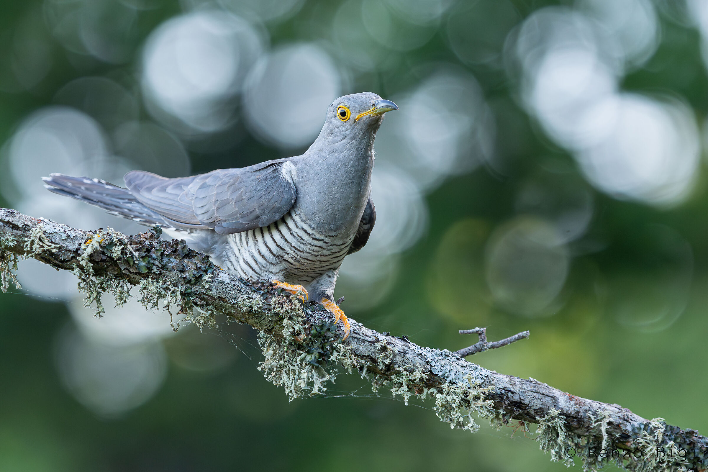 Cuckoo
