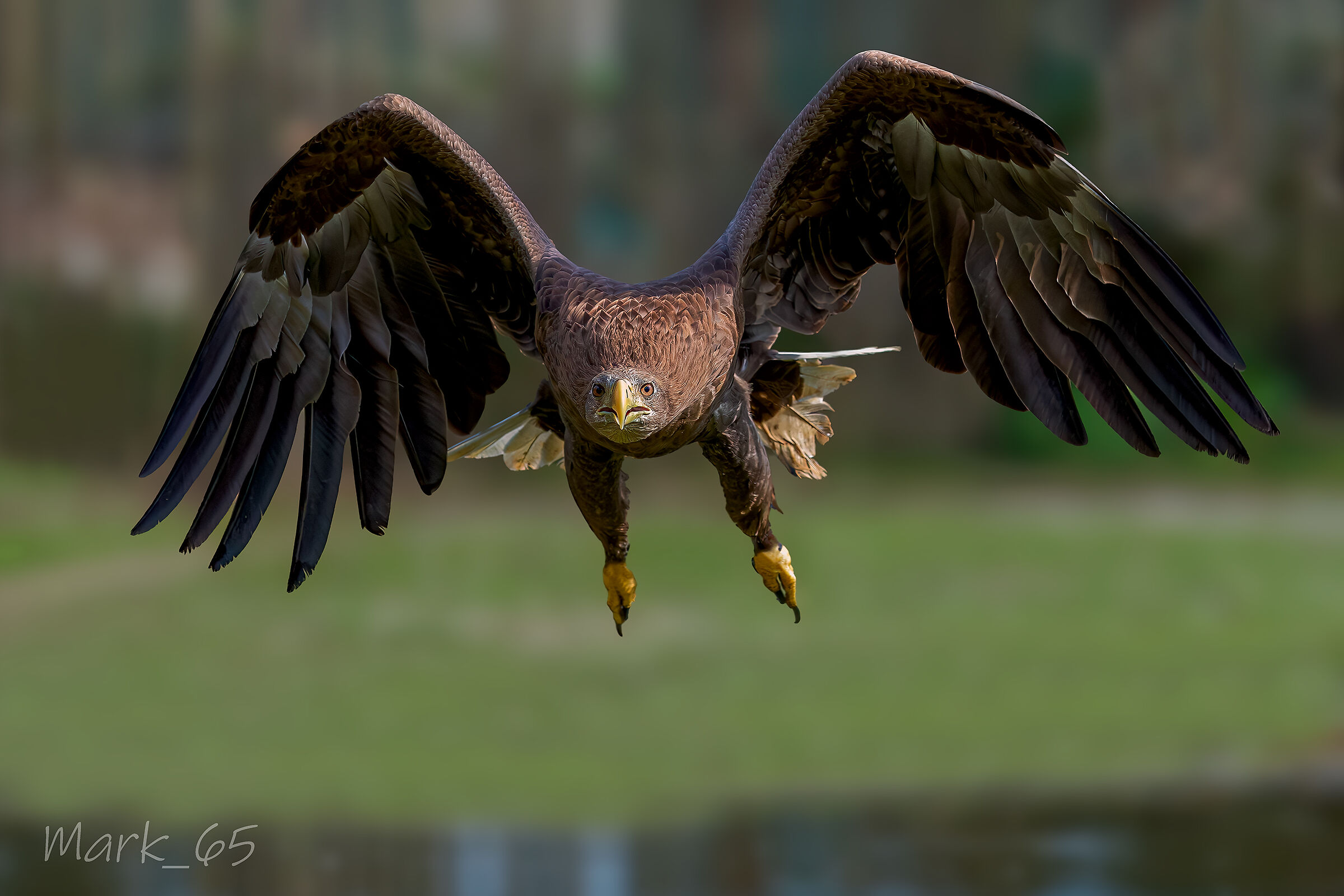 aquila di mare