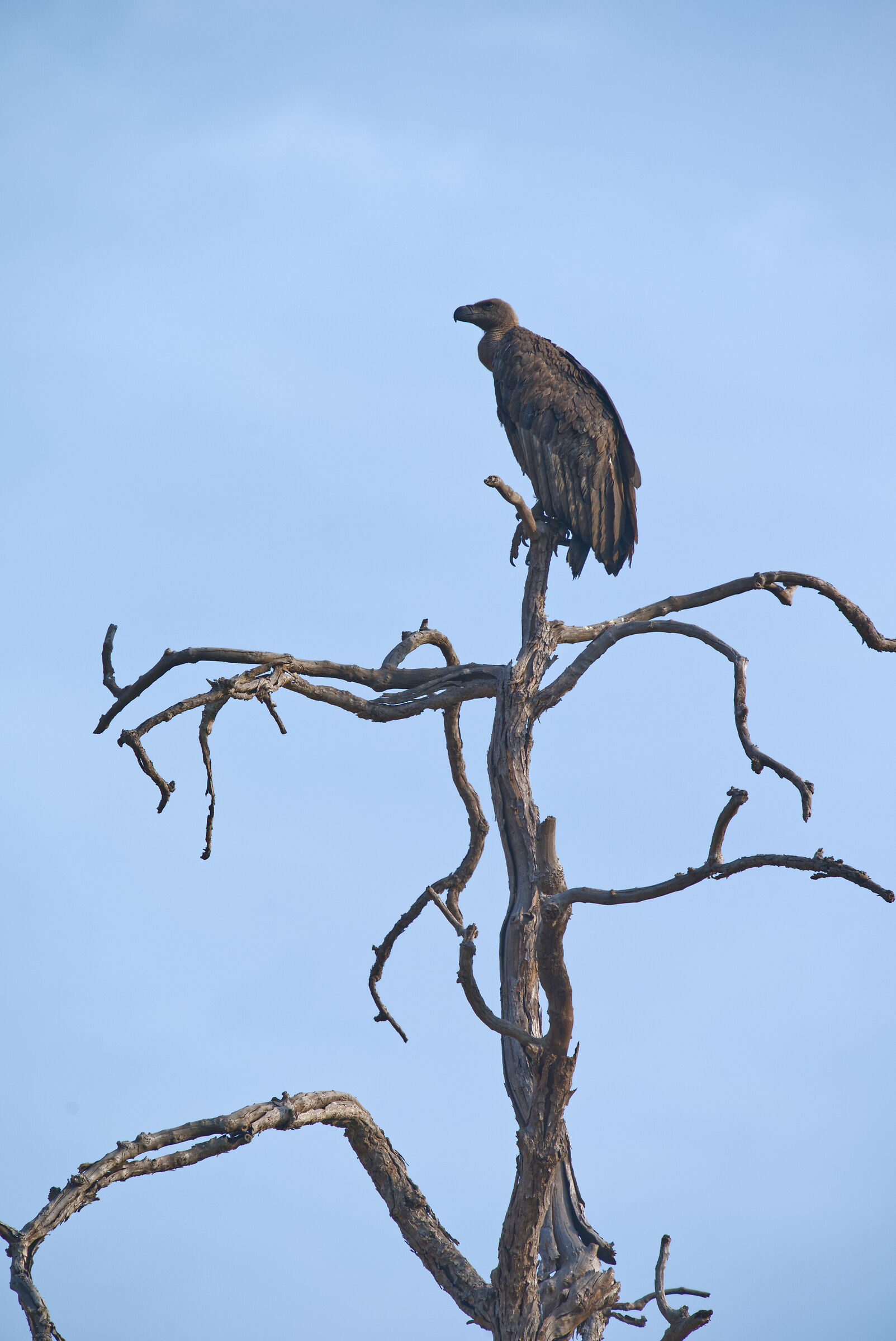 Bengal Griffon Vulture - Khana N.P.