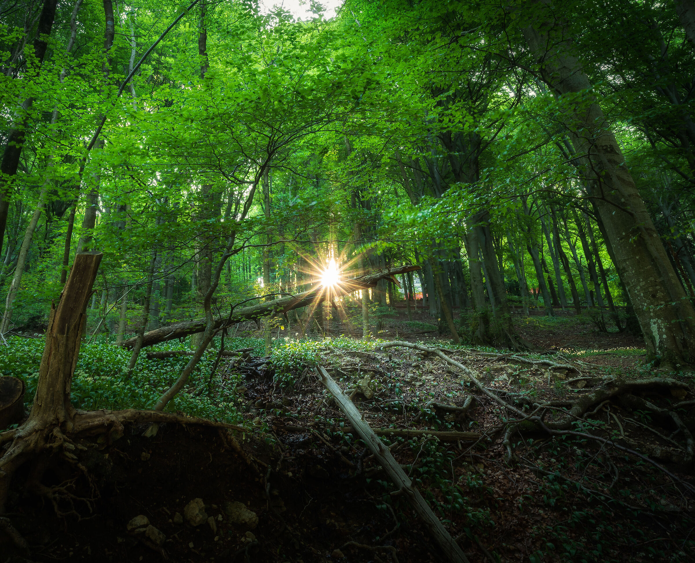 Prime luci nel bosco - Campo dei Fiori di Varese