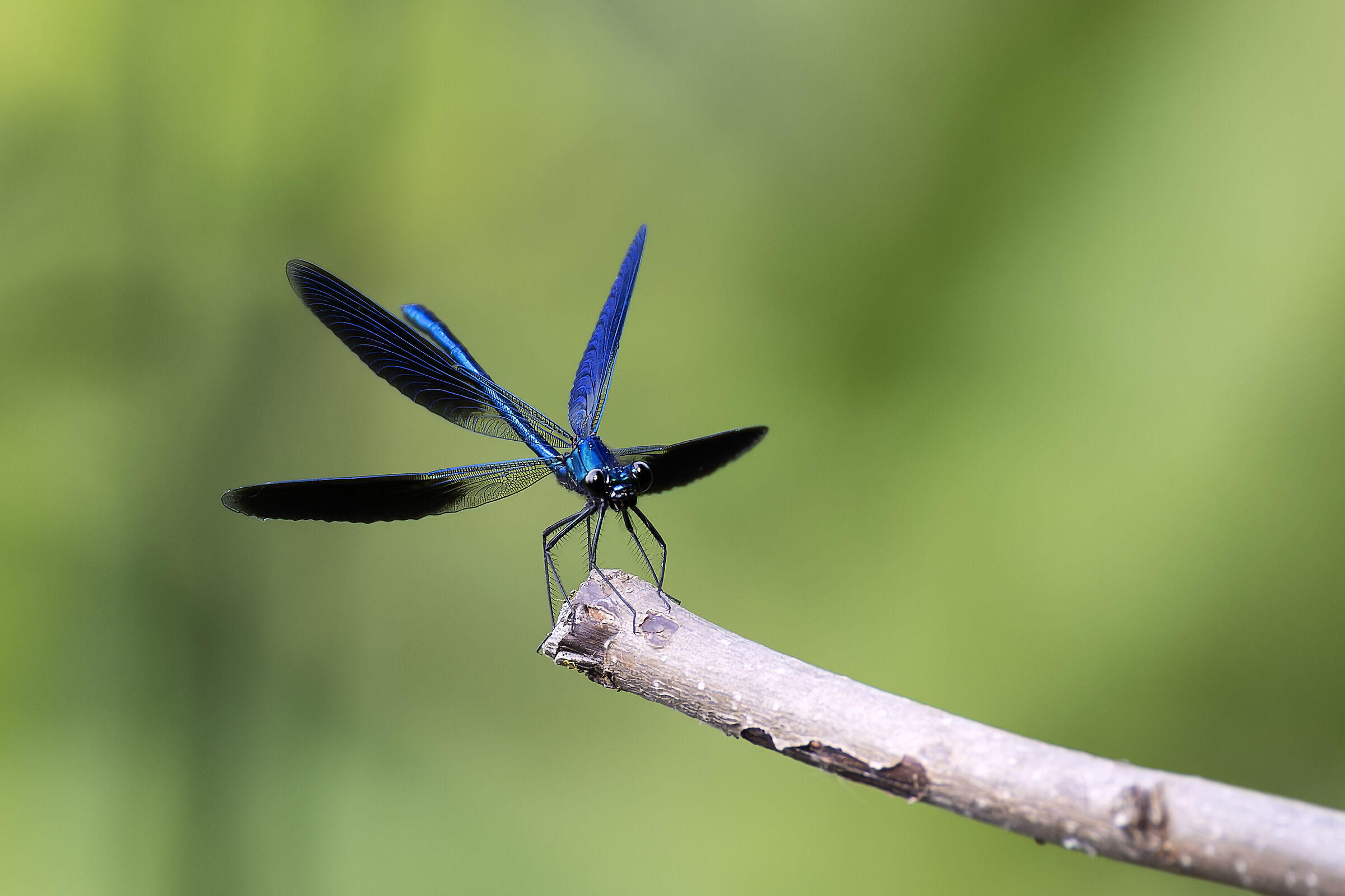 Libellula (Calopteryx splendens )
