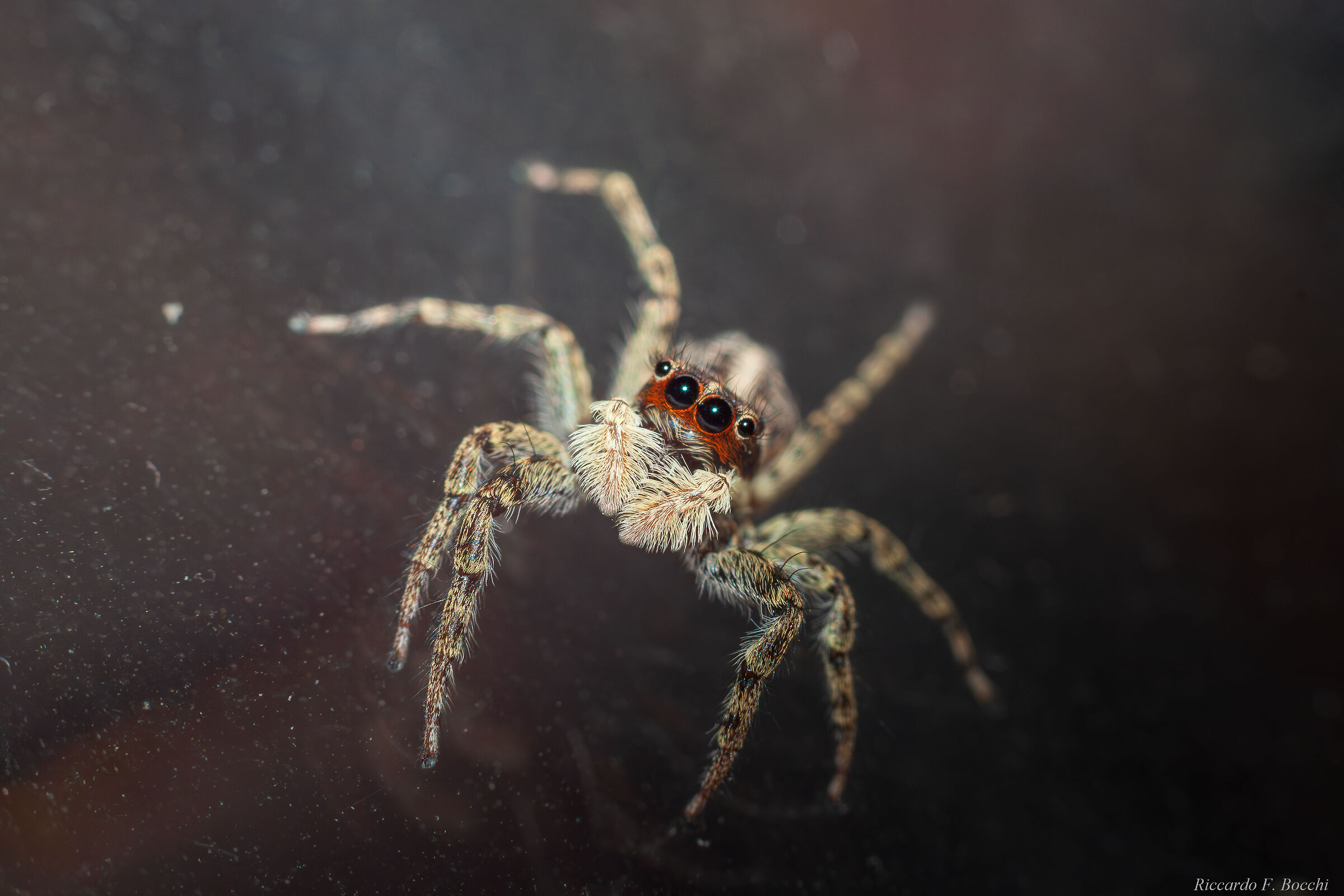 Menemerus semilimbatus