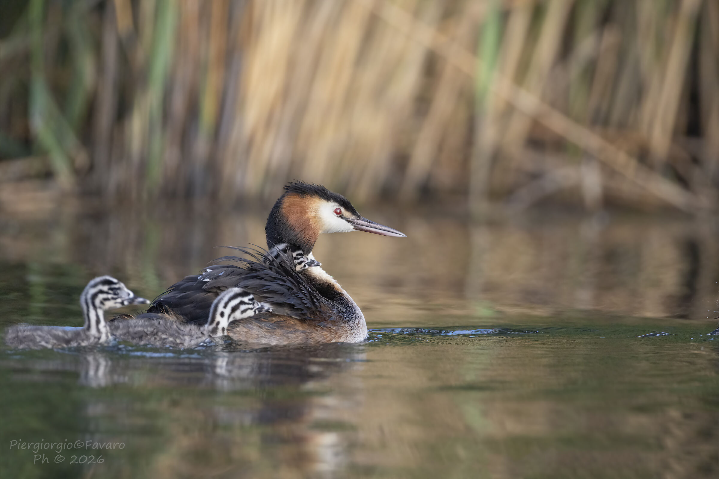 Grebes.