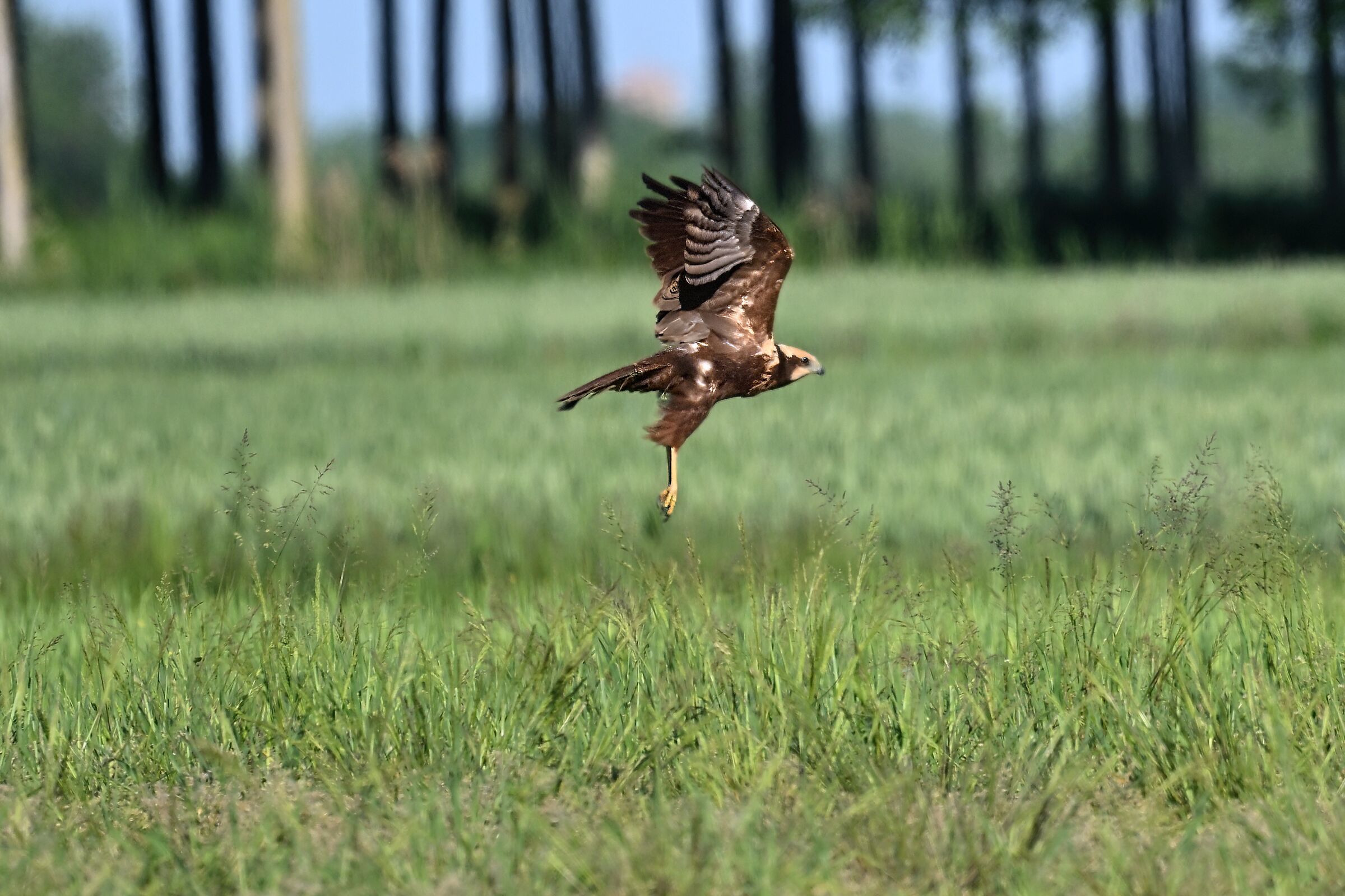 falco di palude