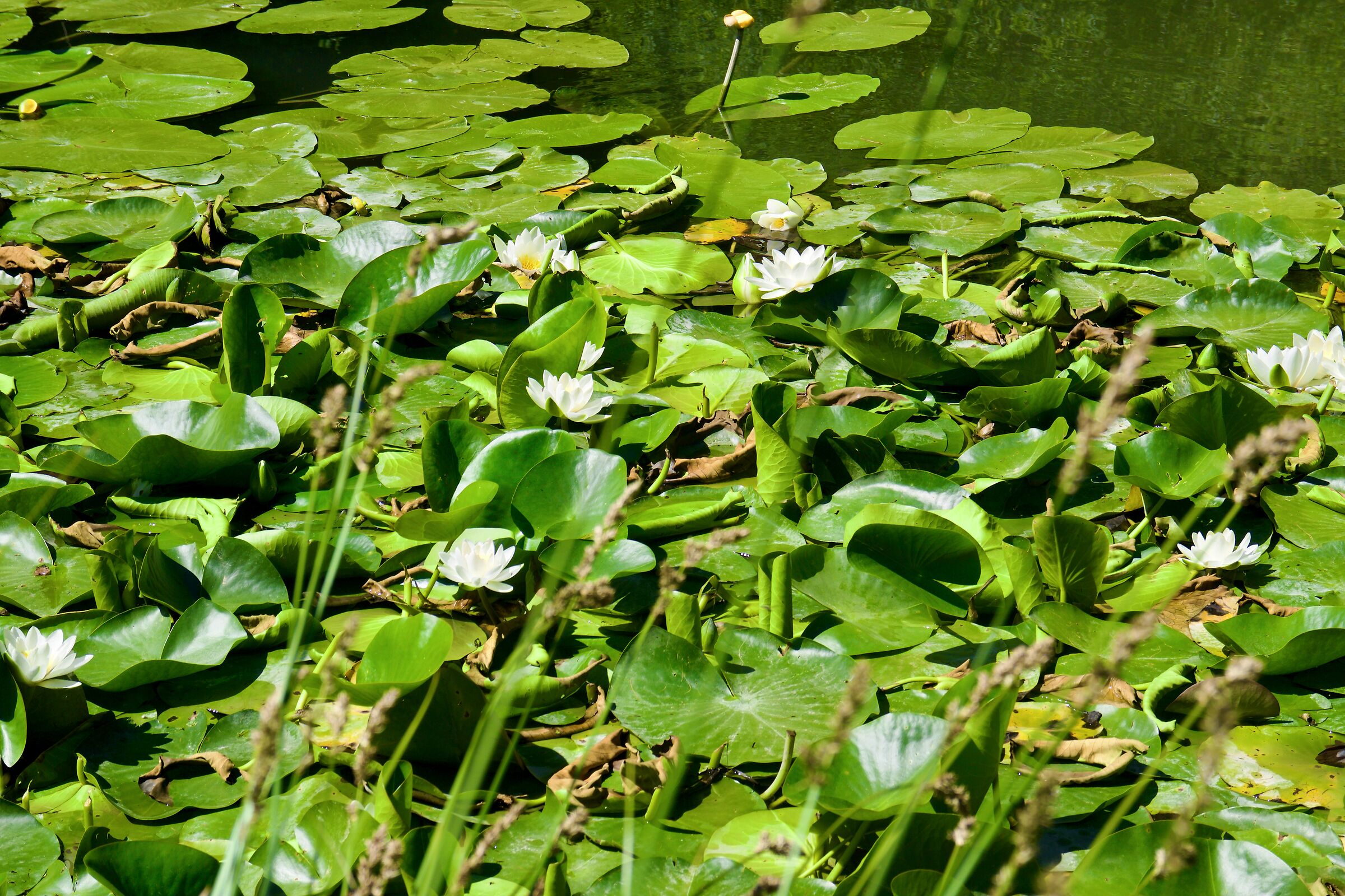 Only green