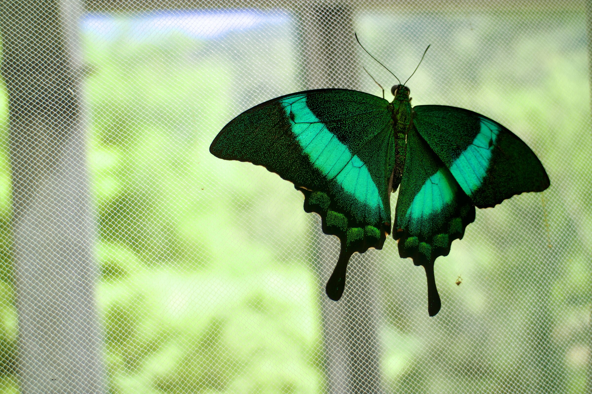 i colori della natura 2
