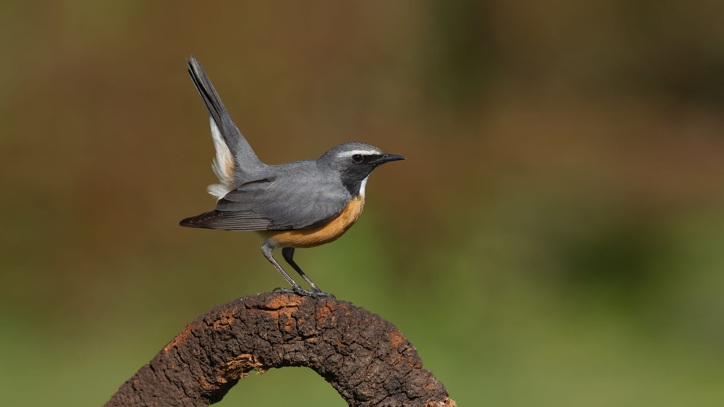 Irania gutturalis » White-throated Robin