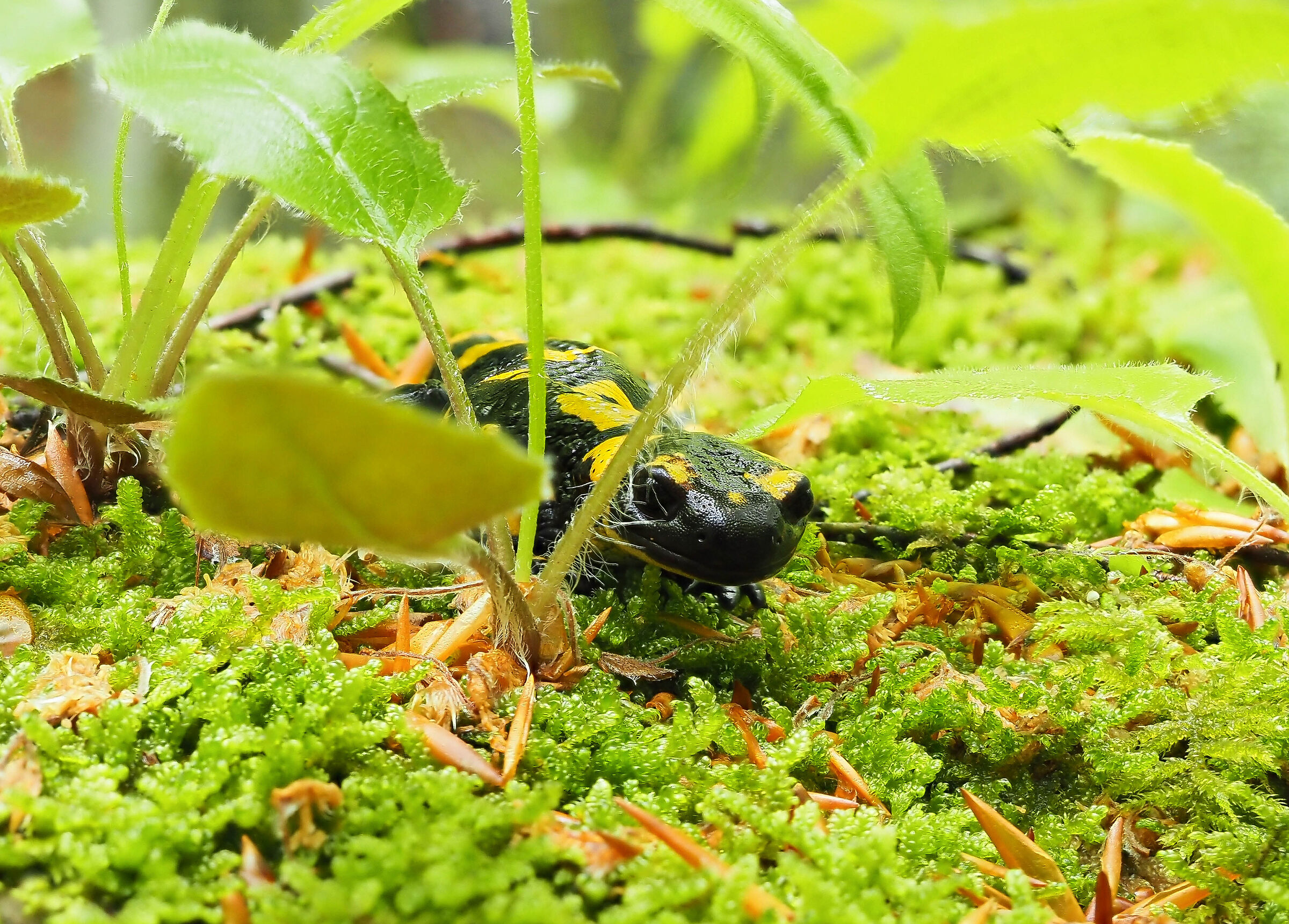 La salamandra