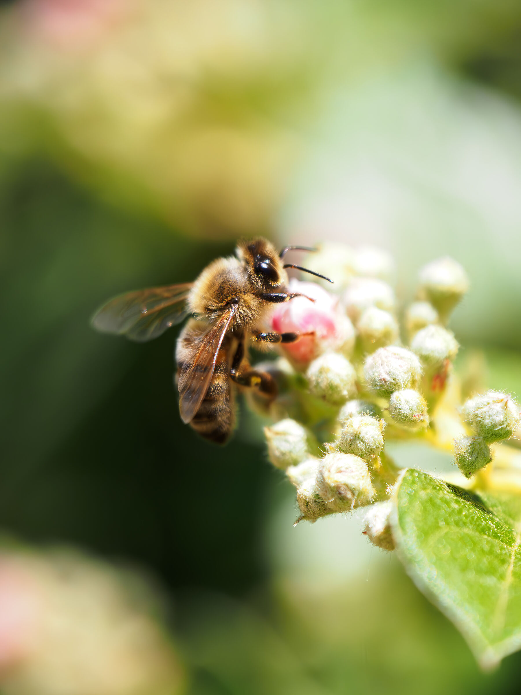 Macro al posatoio