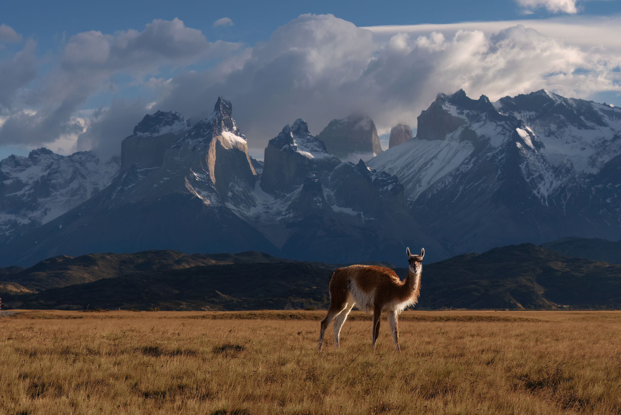 Guanaco e Cuernos del Paine