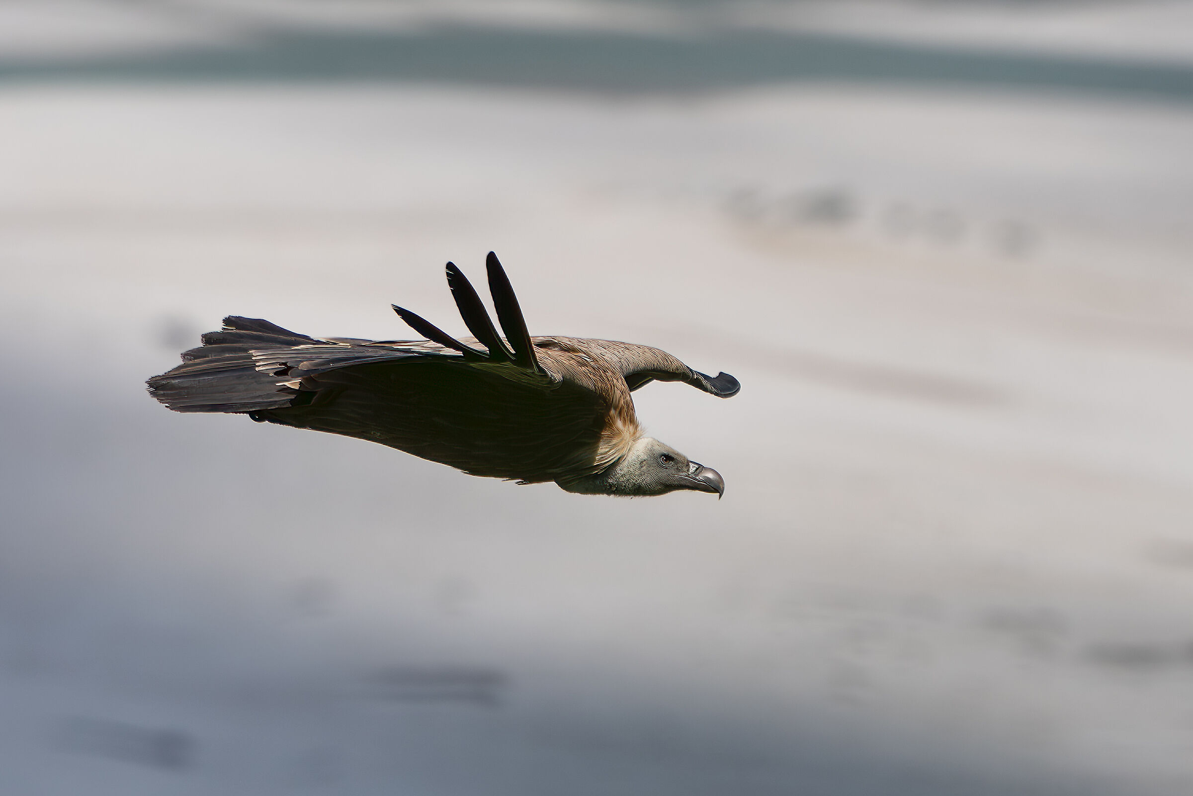 Griffon vulture in the Venzone area ( Ud )