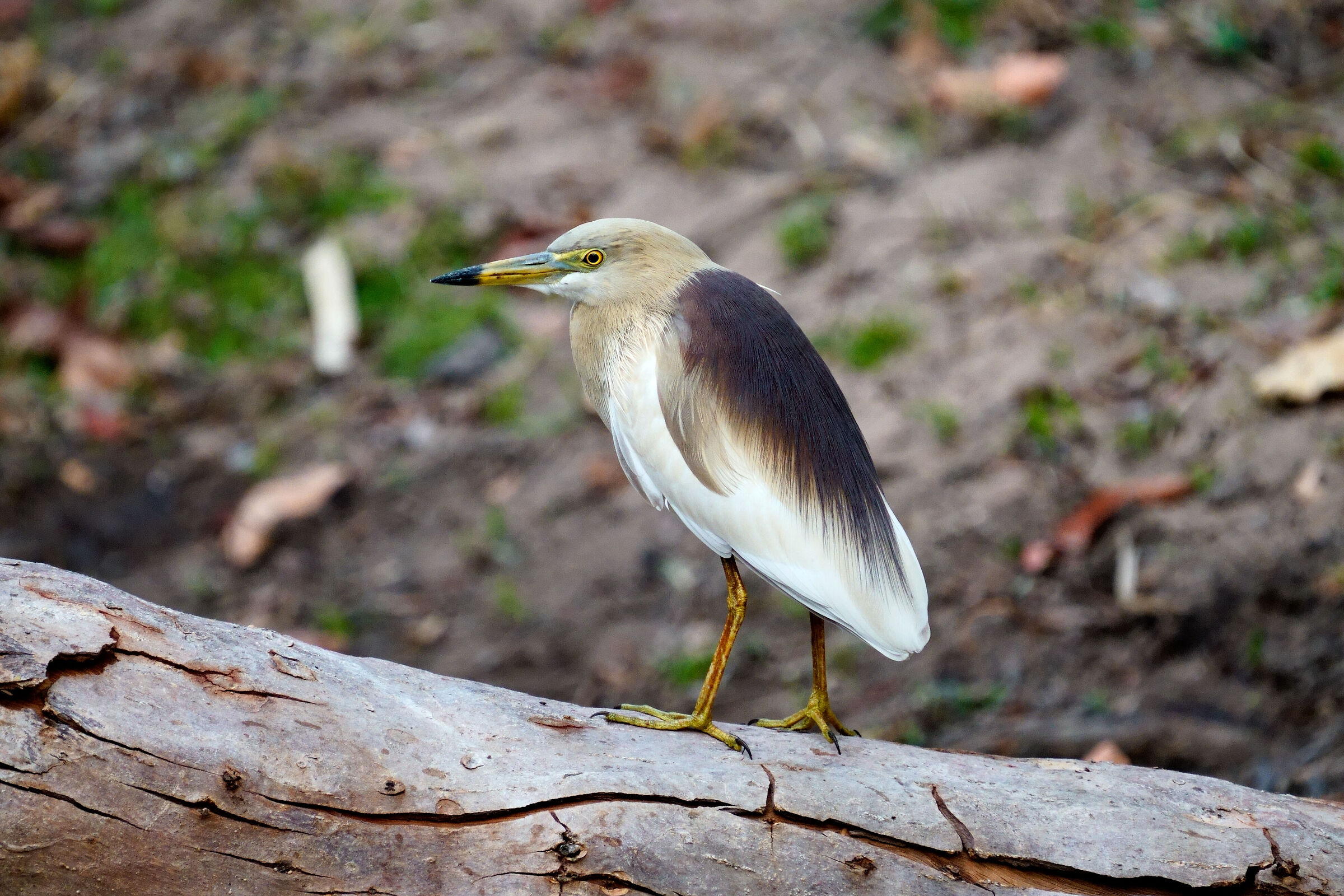 Bittern- India