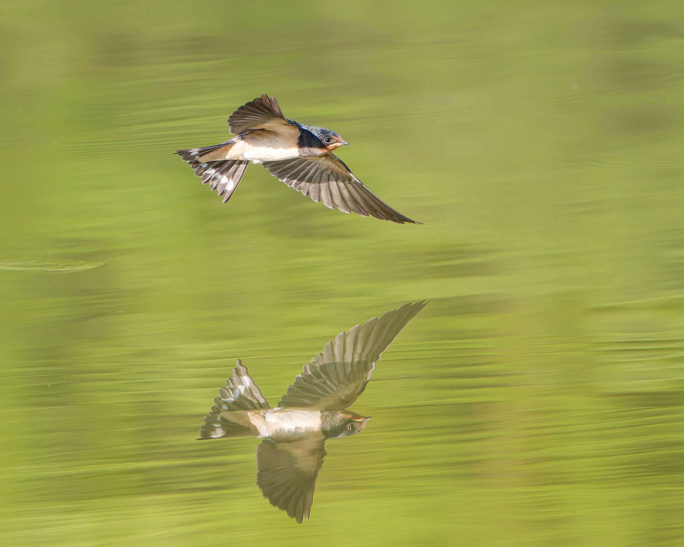 Mirrored swallow