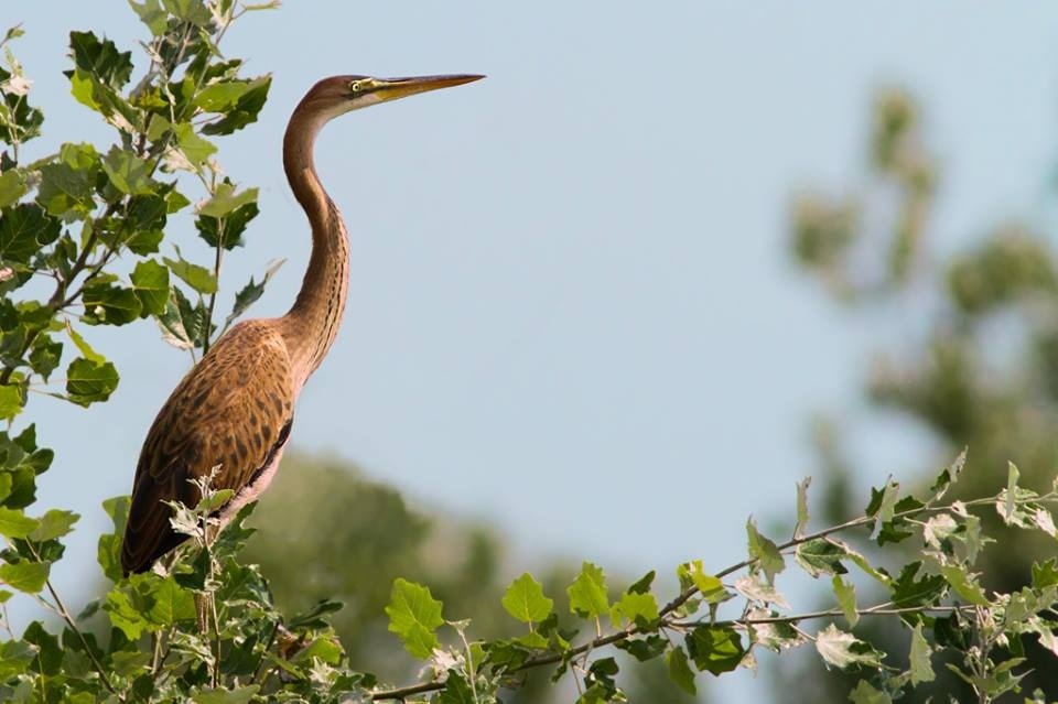 Ardea purpurea